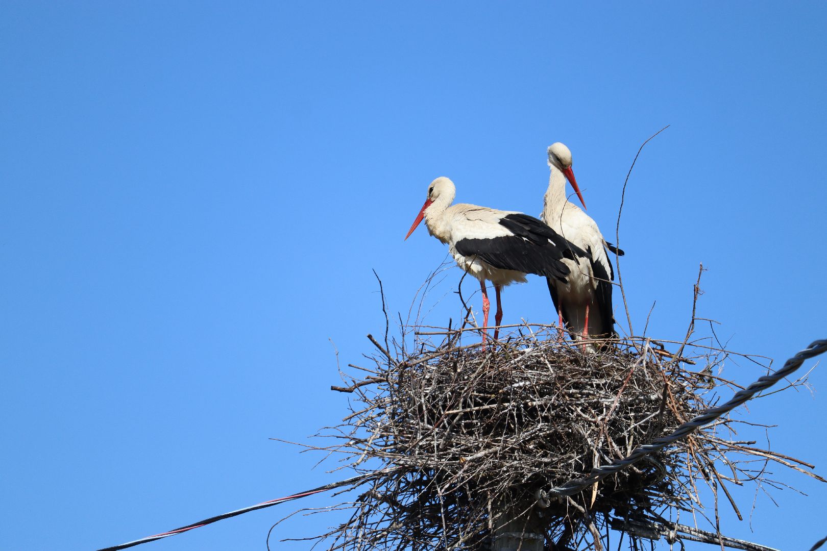 Серебряные Пруды, экология, аисты