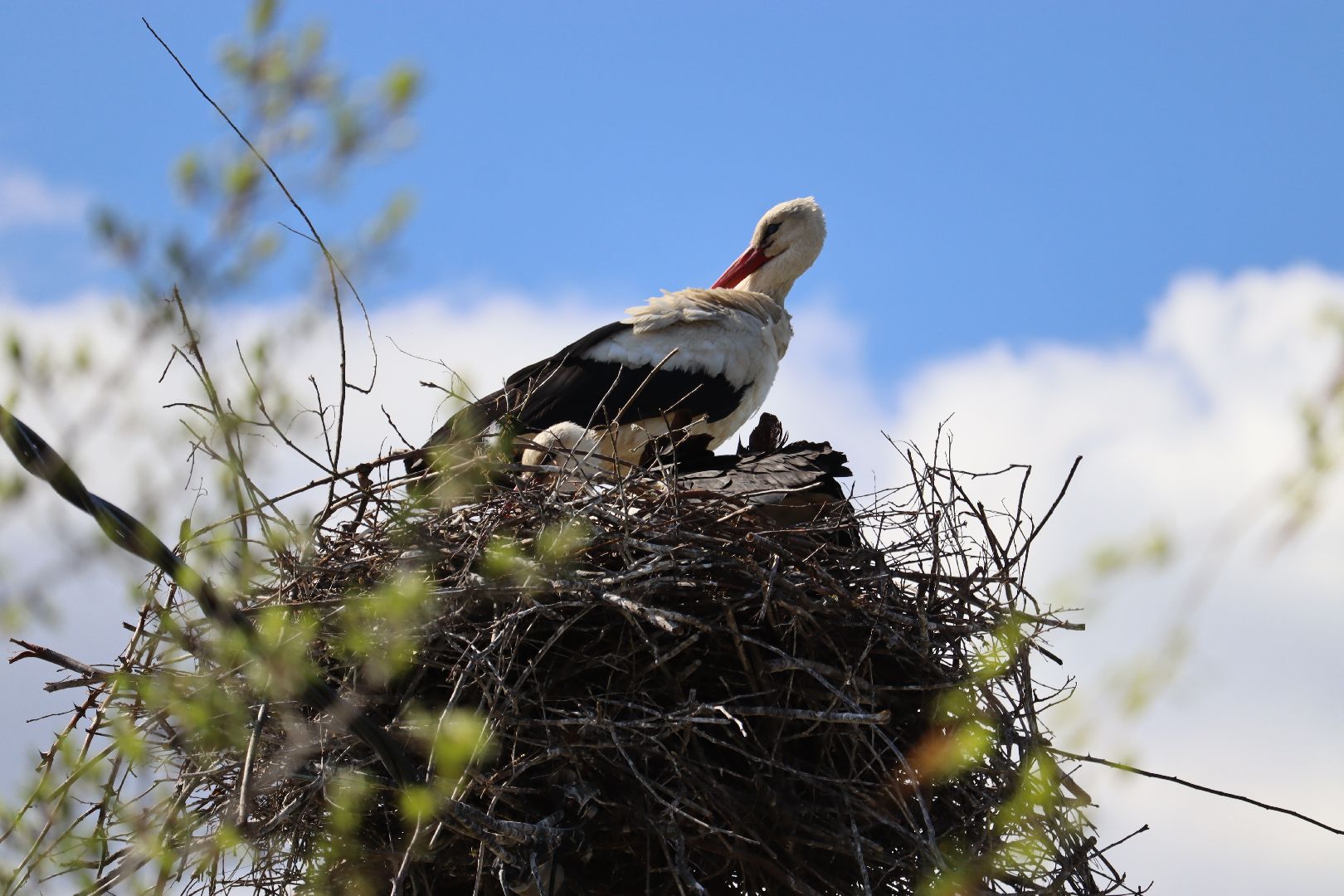 Серебряные Пруды, экология, аисты