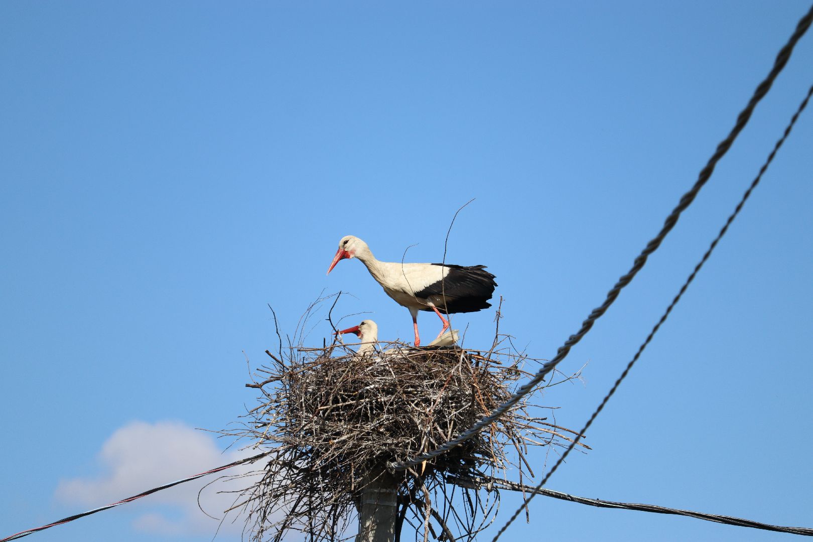 Серебряные Пруды, экология, аисты