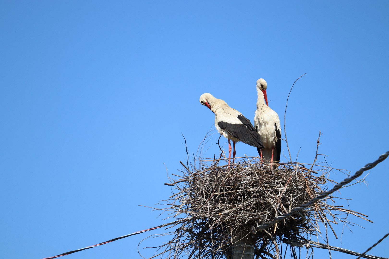 Серебряные Пруды, экология, аисты