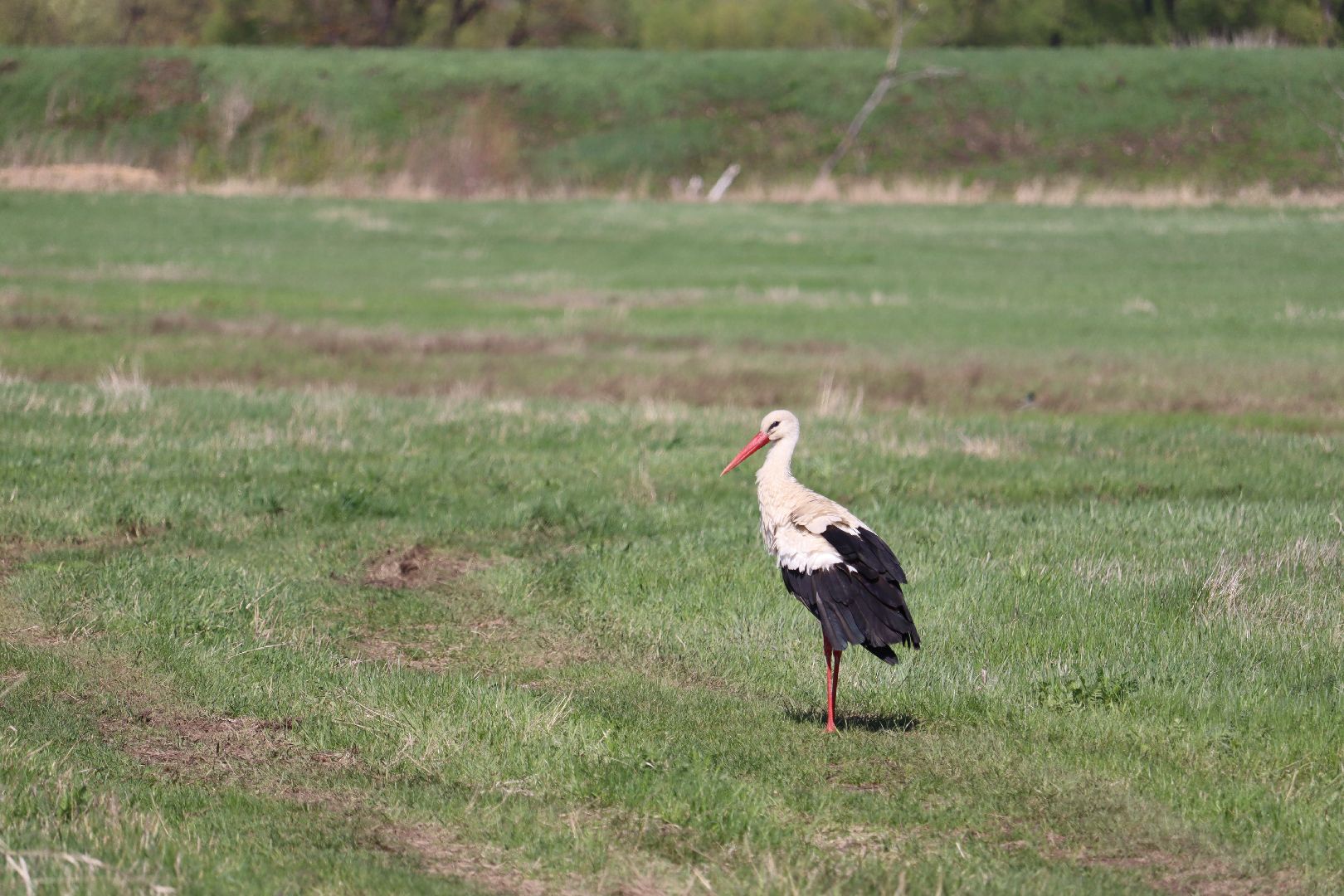 Серебряные Пруды, экология, аисты