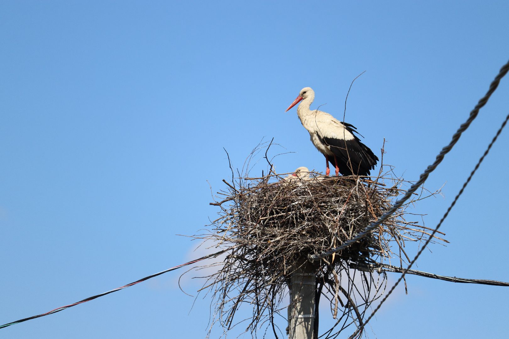 Серебряные Пруды, экология, аисты