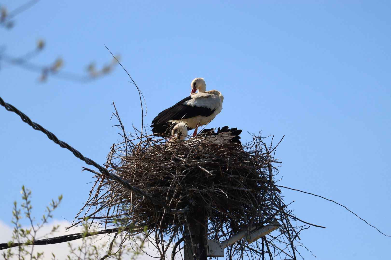 Серебряные Пруды, экология, аисты