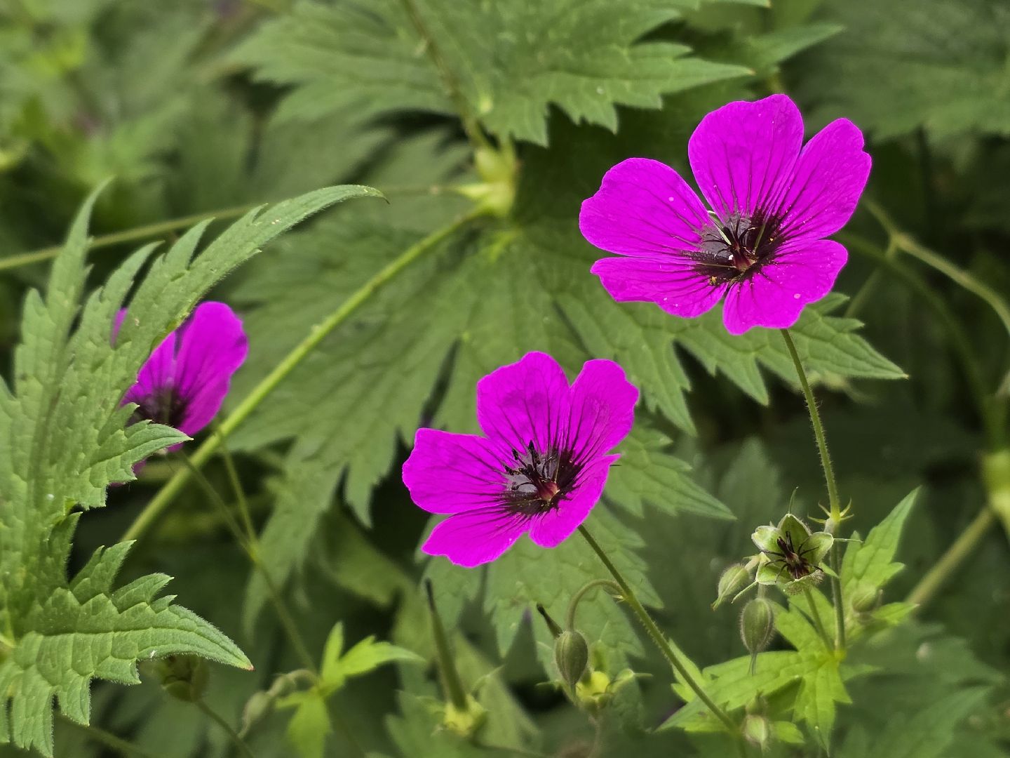 Коломна, сад, цветоводство, экскурсии,