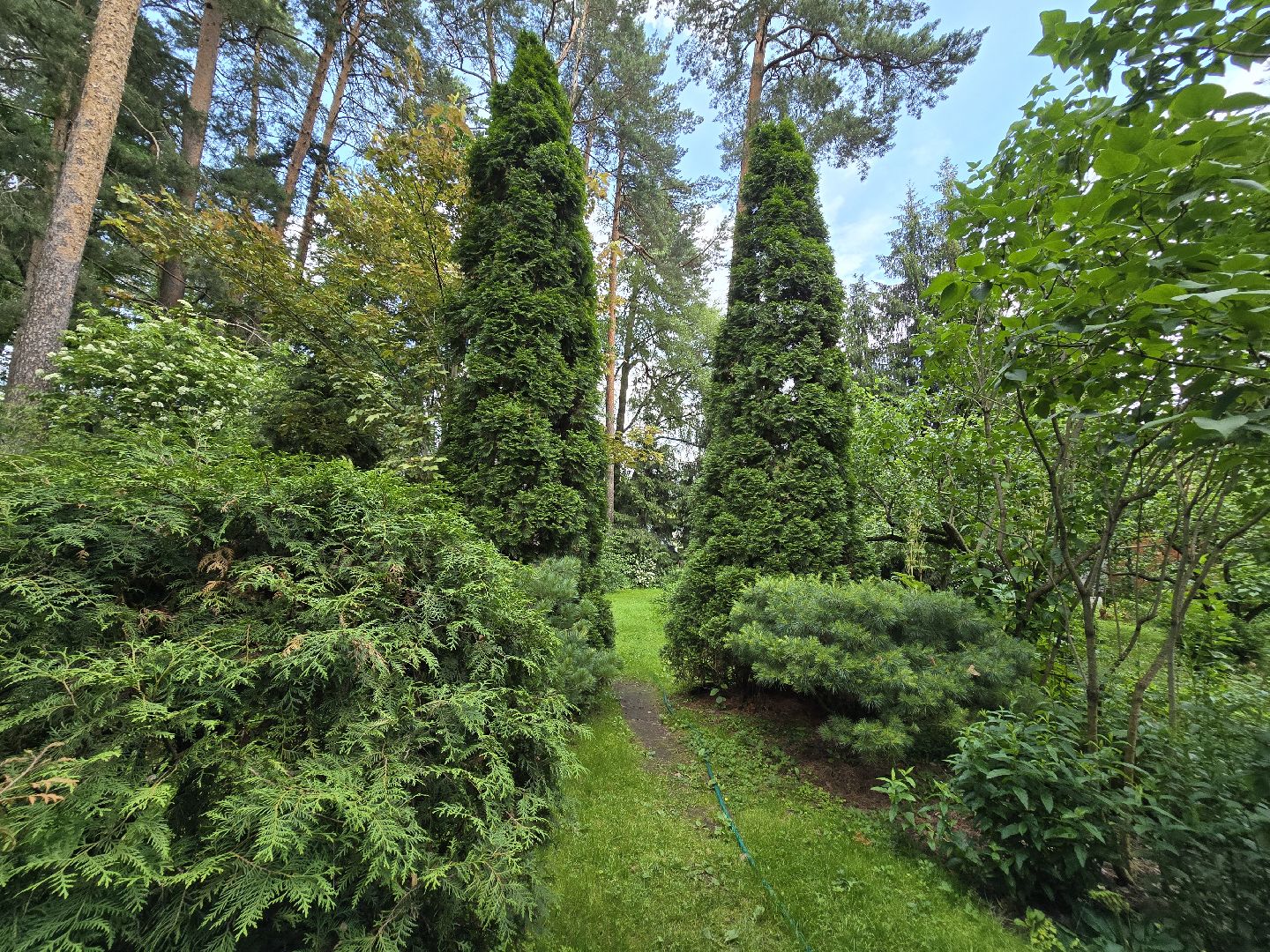 Коломна, цветоводство, сад, цветы,