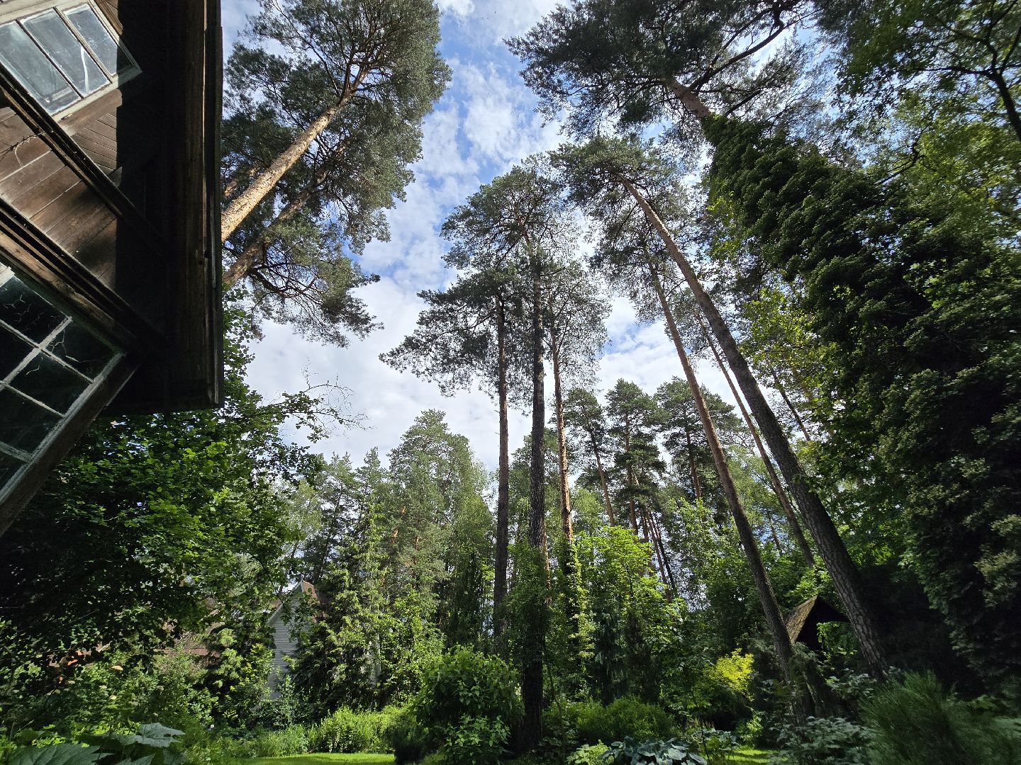 Коломна, цветоводство, сад, цветы,