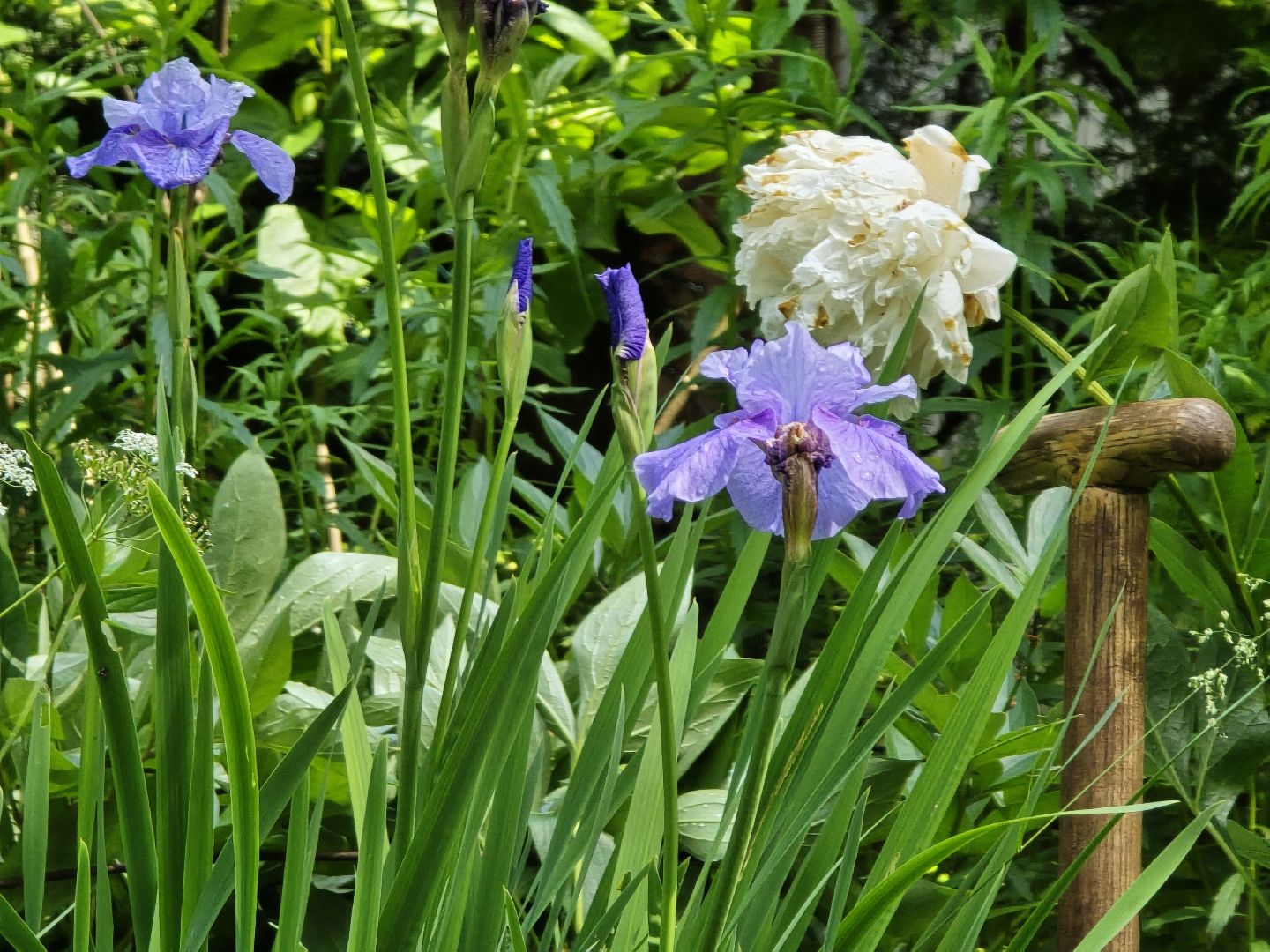 Коломна, цветоводство, сад, цветы,