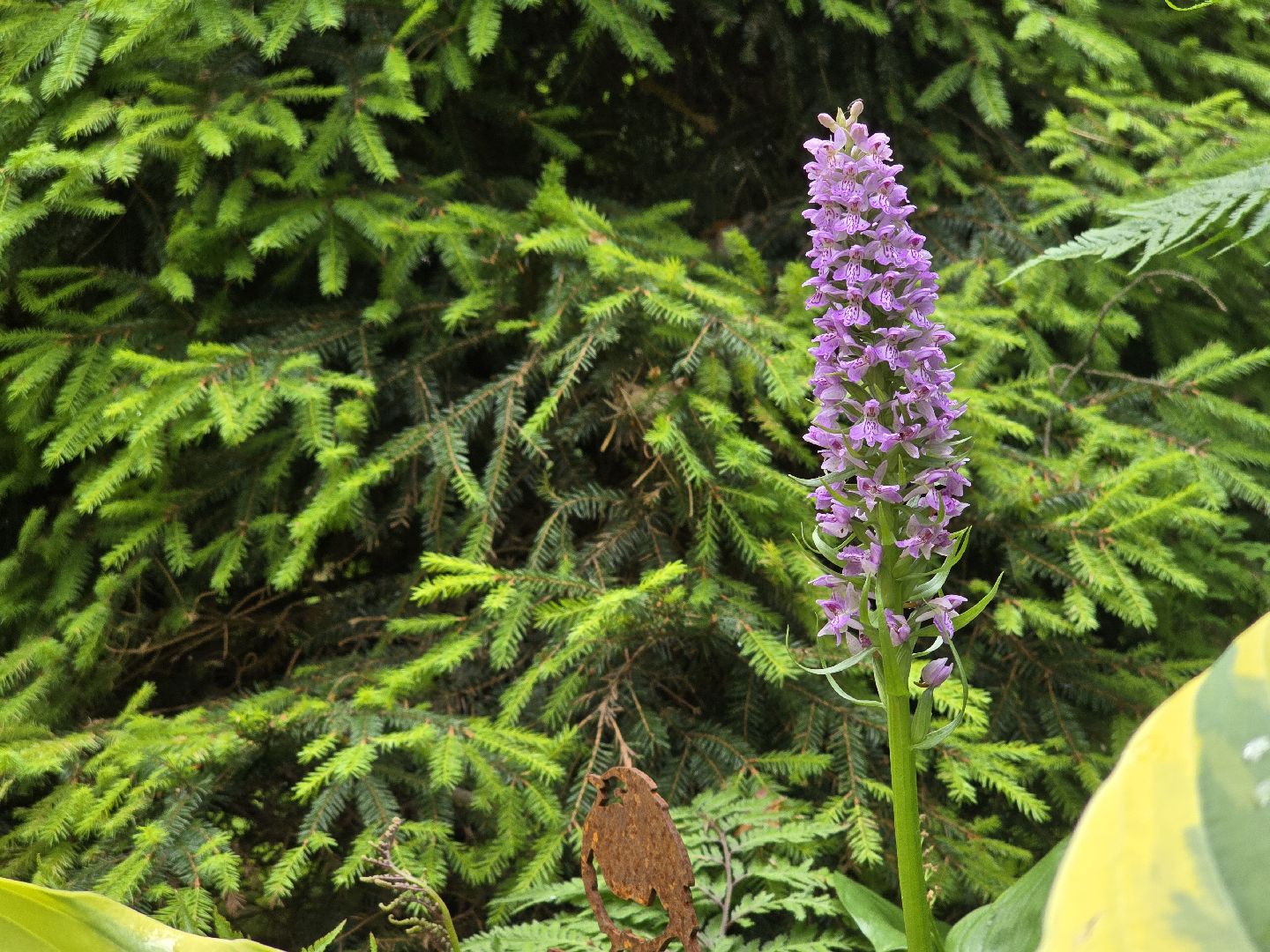 Коломна, цветоводство, сад, цветы,