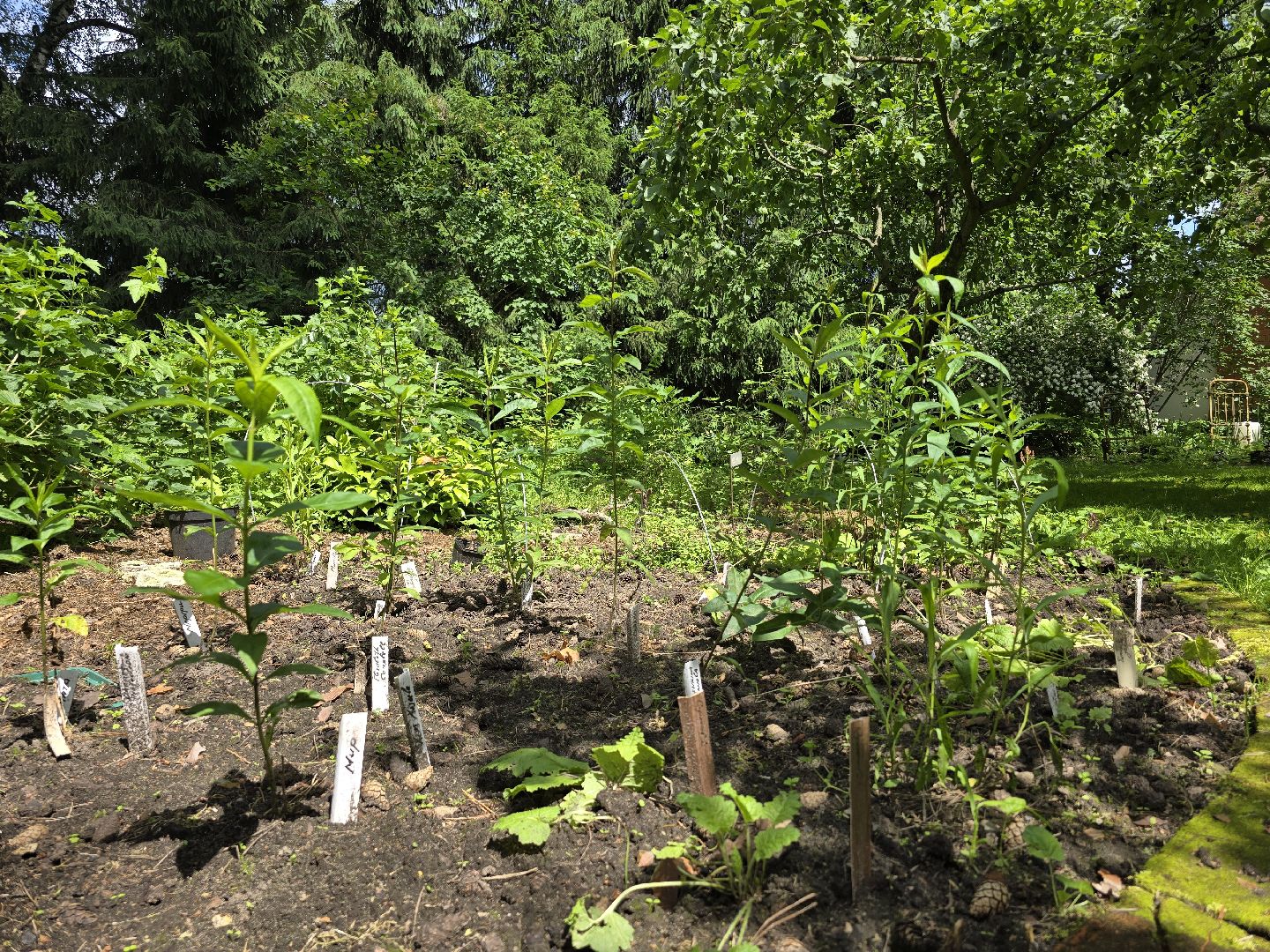 Коломна, цветоводство, сад, цветы,
