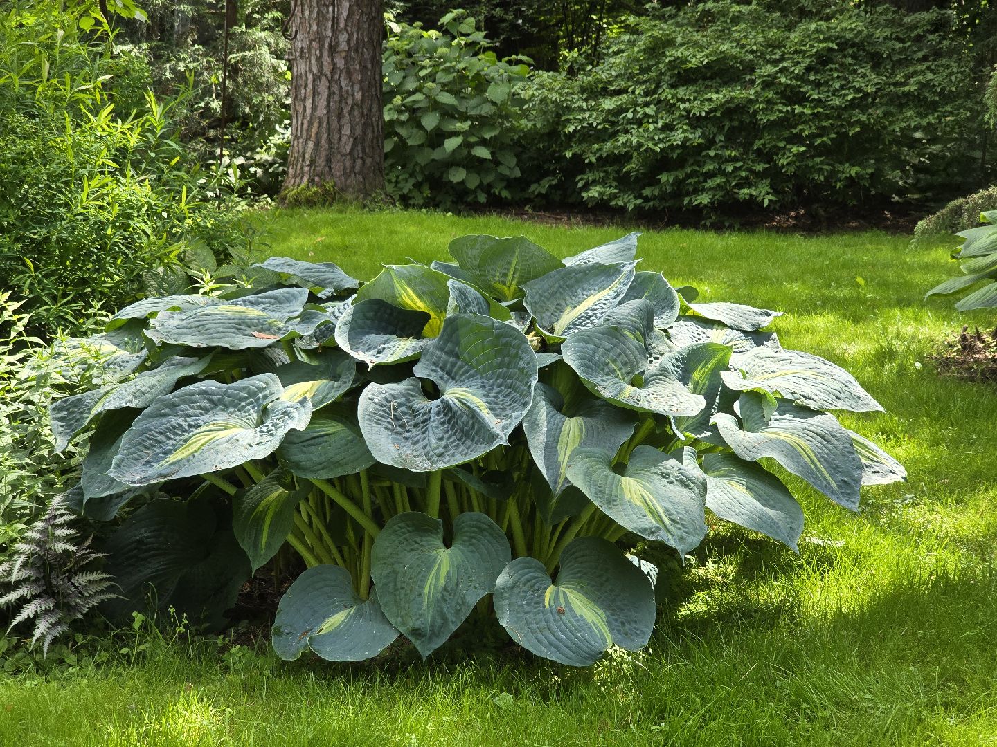 Коломна, цветоводство, сад, цветы,