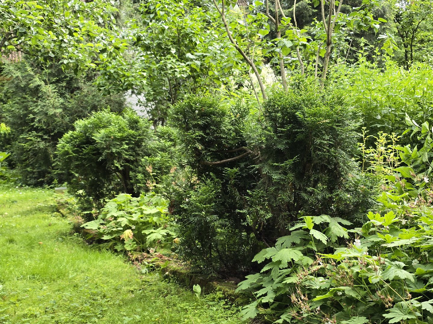 Коломна, цветоводство, сад, цветы,