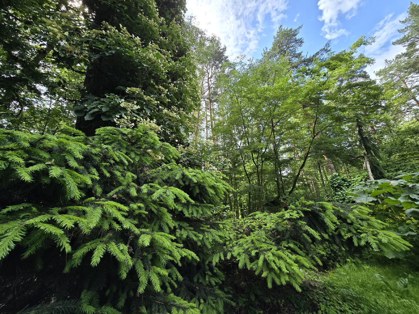 Коломна, цветоводство, сад, цветы,