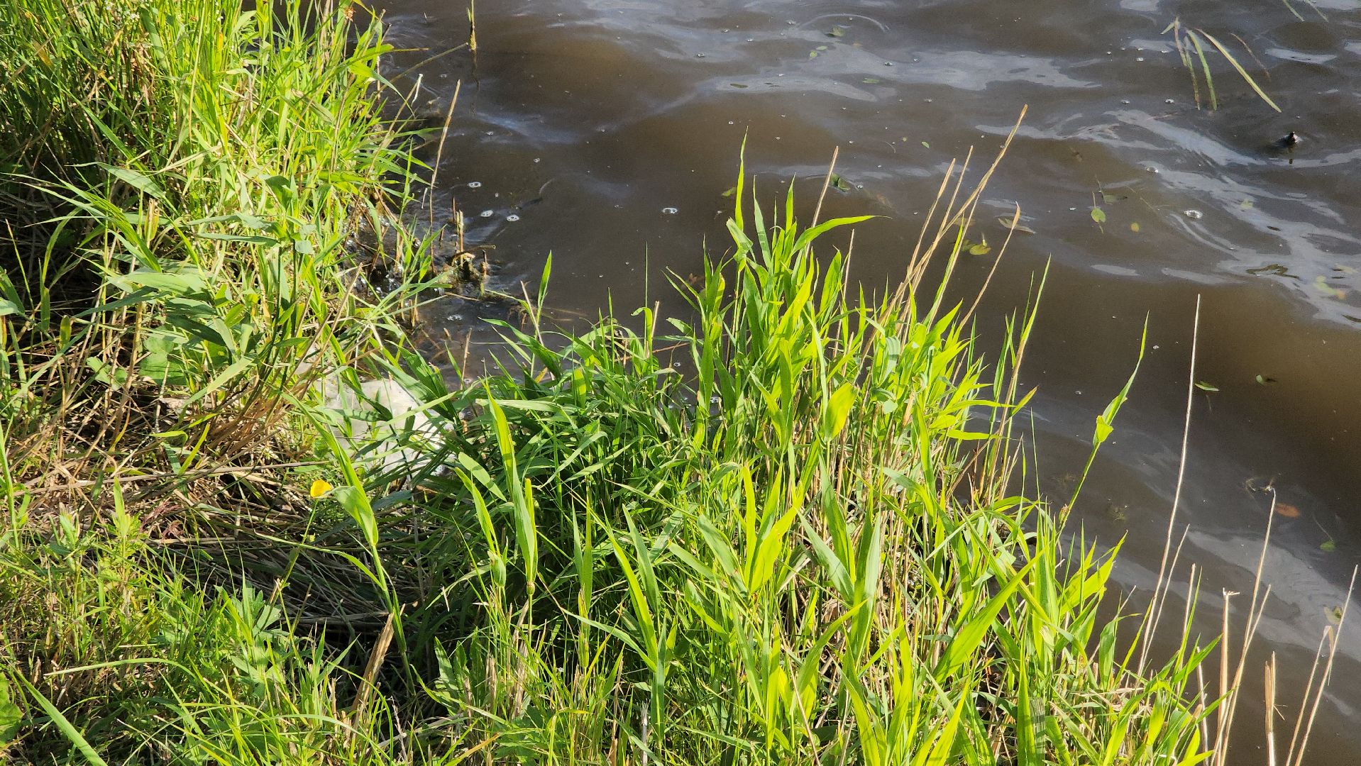 павловский посад,пляж, отдых,