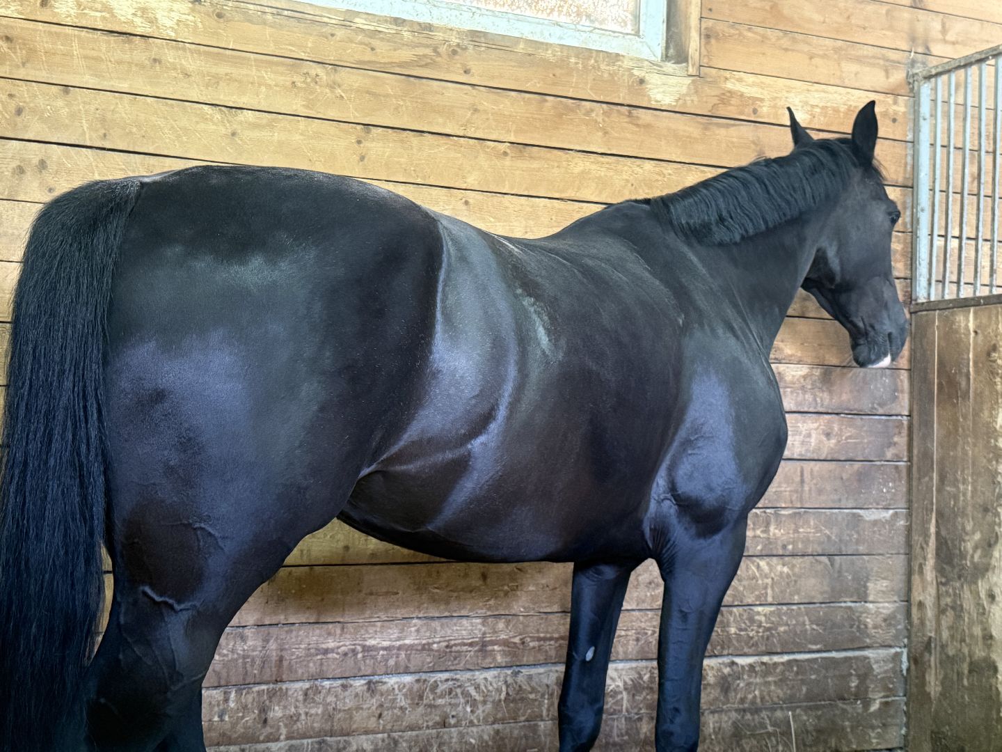 котельники, конный спорт, школа олимпийского резерва, белка, дети,