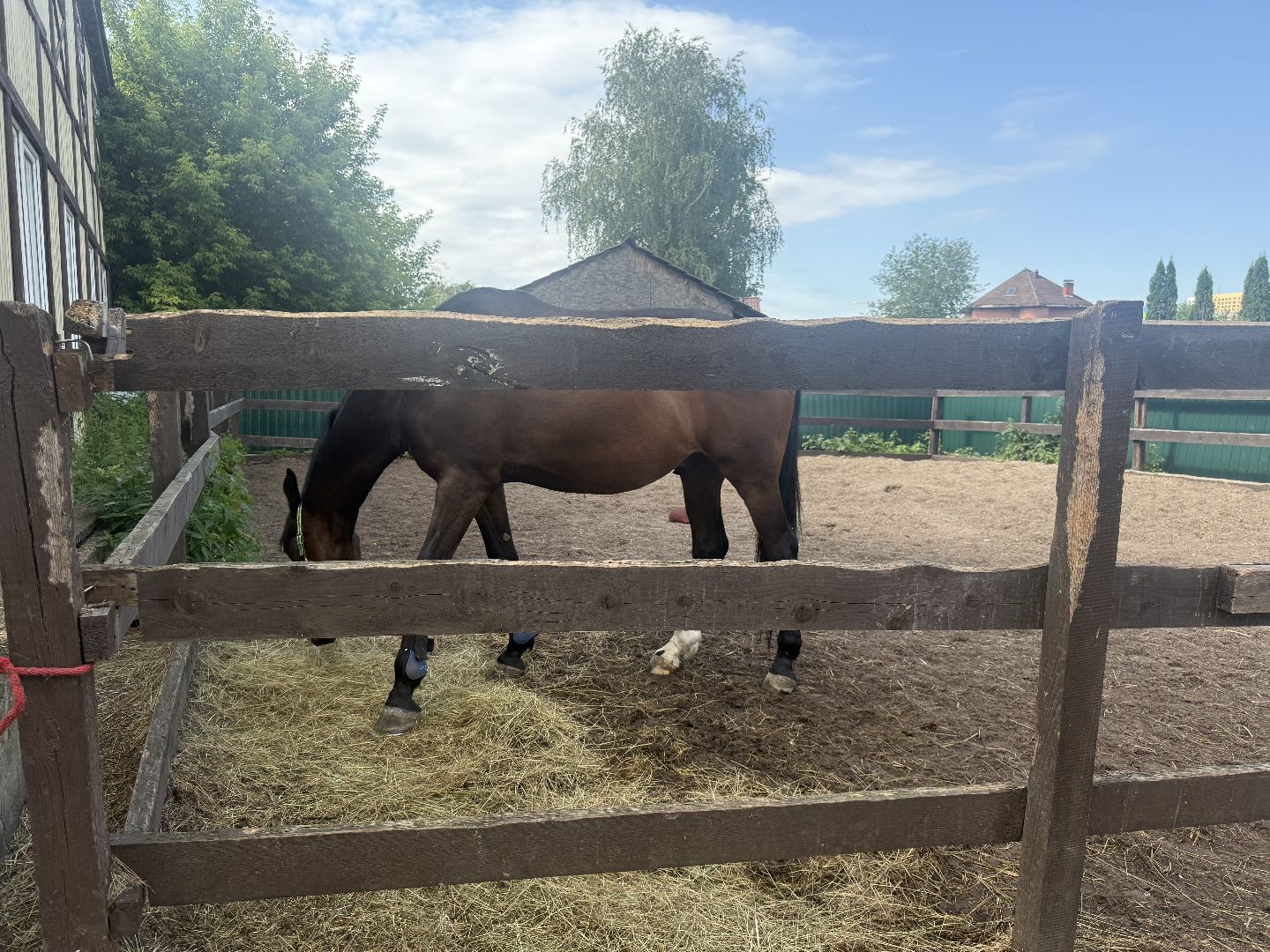 котельники, конный спорт, школа олимпийского резерва, белка, дети,