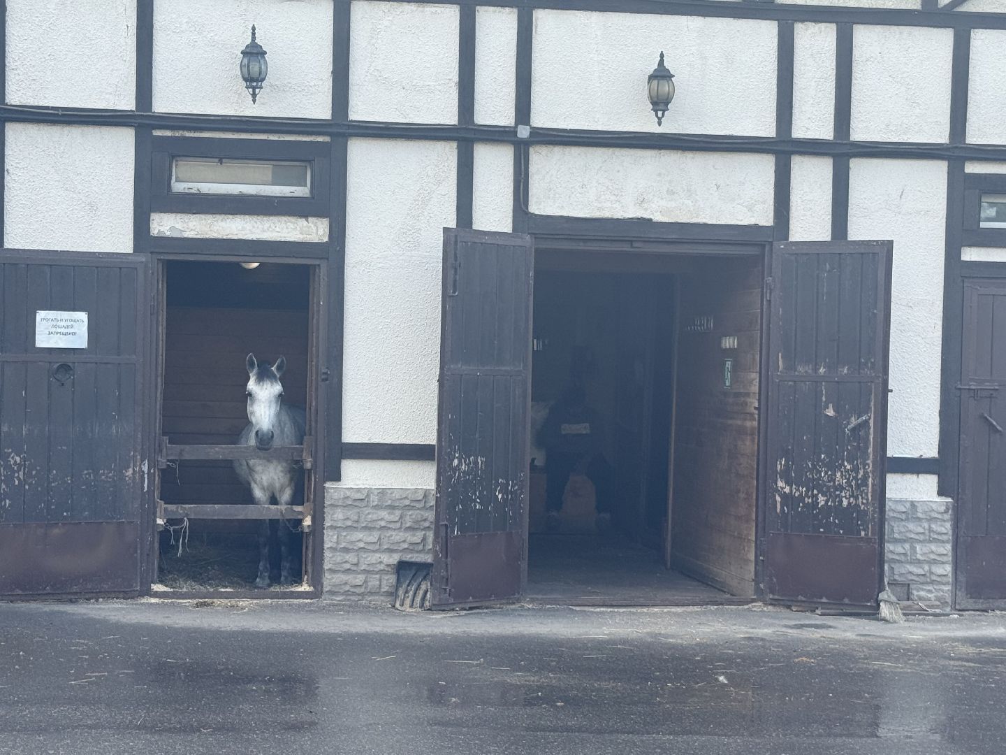 котельники, конный спорт, школа олимпийского резерва, белка, дети,