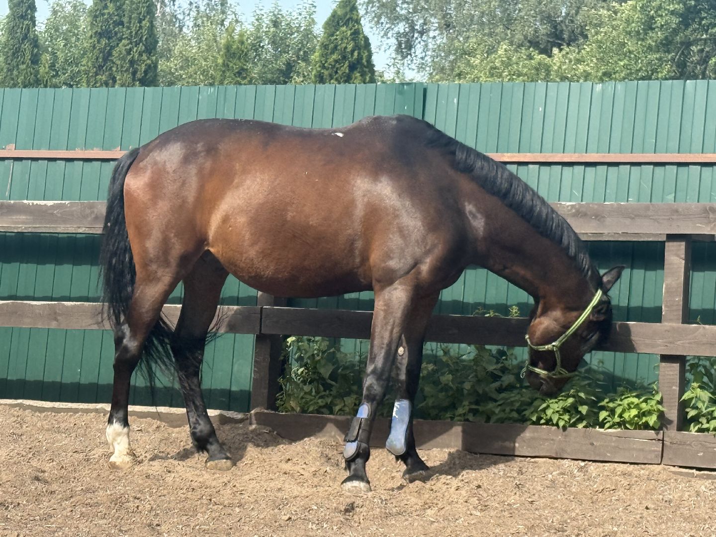 котельники, конный спорт, школа олимпийского резерва, белка, дети,
