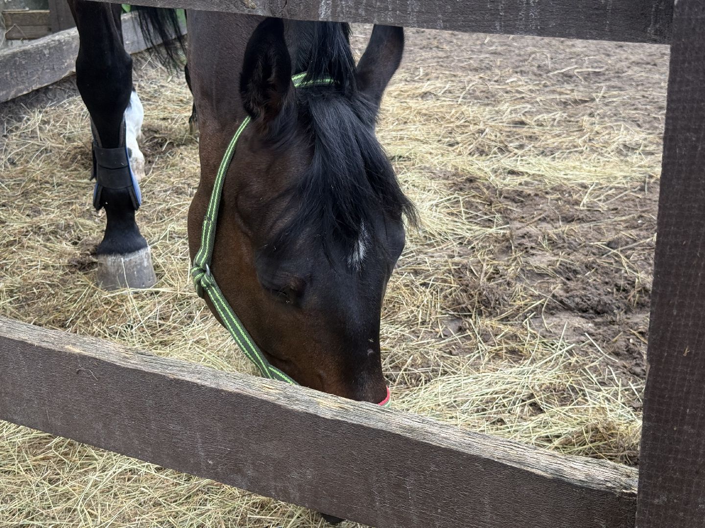 котельники, конный спорт, школа олимпийского резерва, белка, дети,