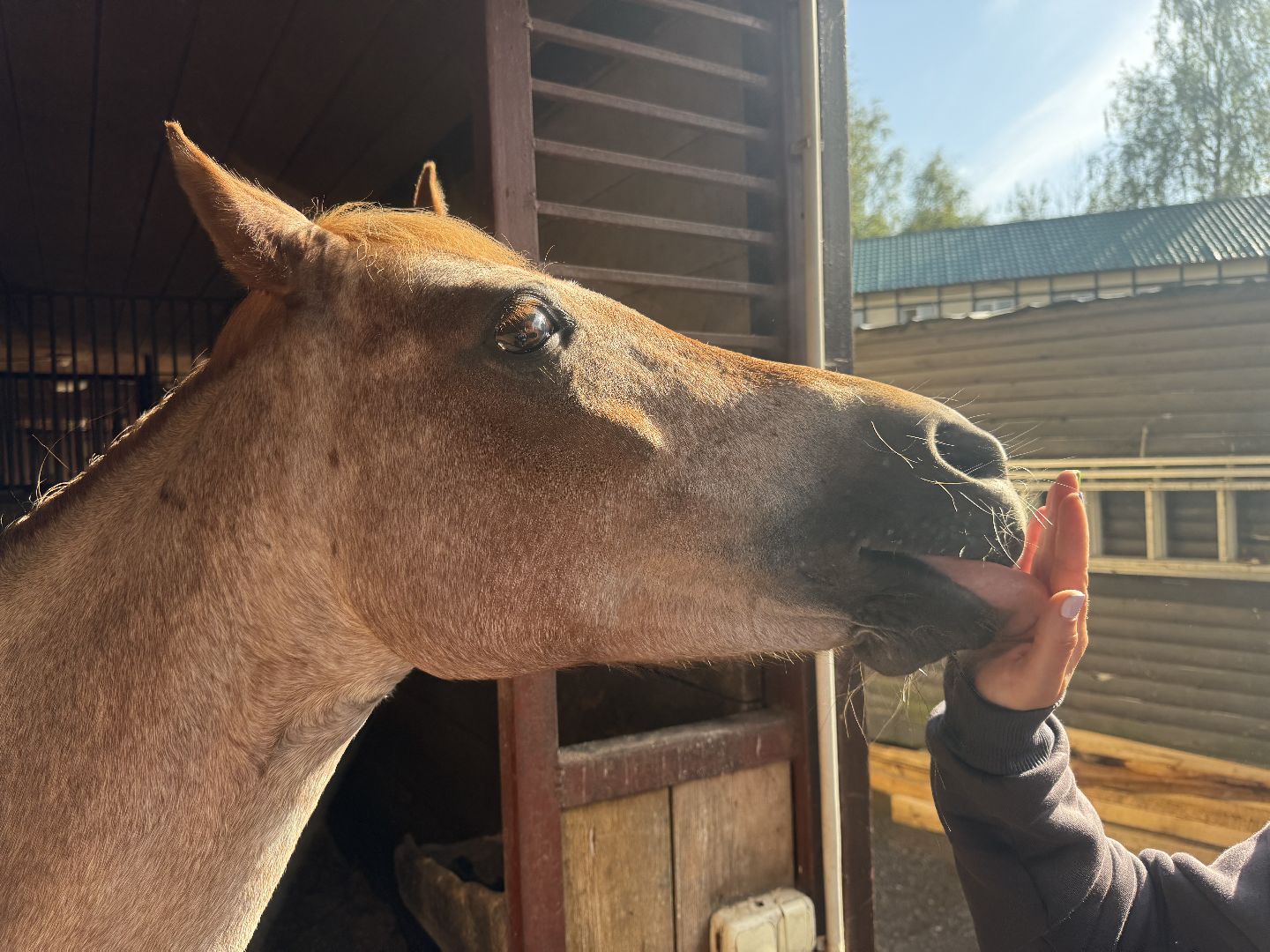 конкур, соревнования, конный спорт, школа олимпийского резерва, котельники, тренер, победа,
