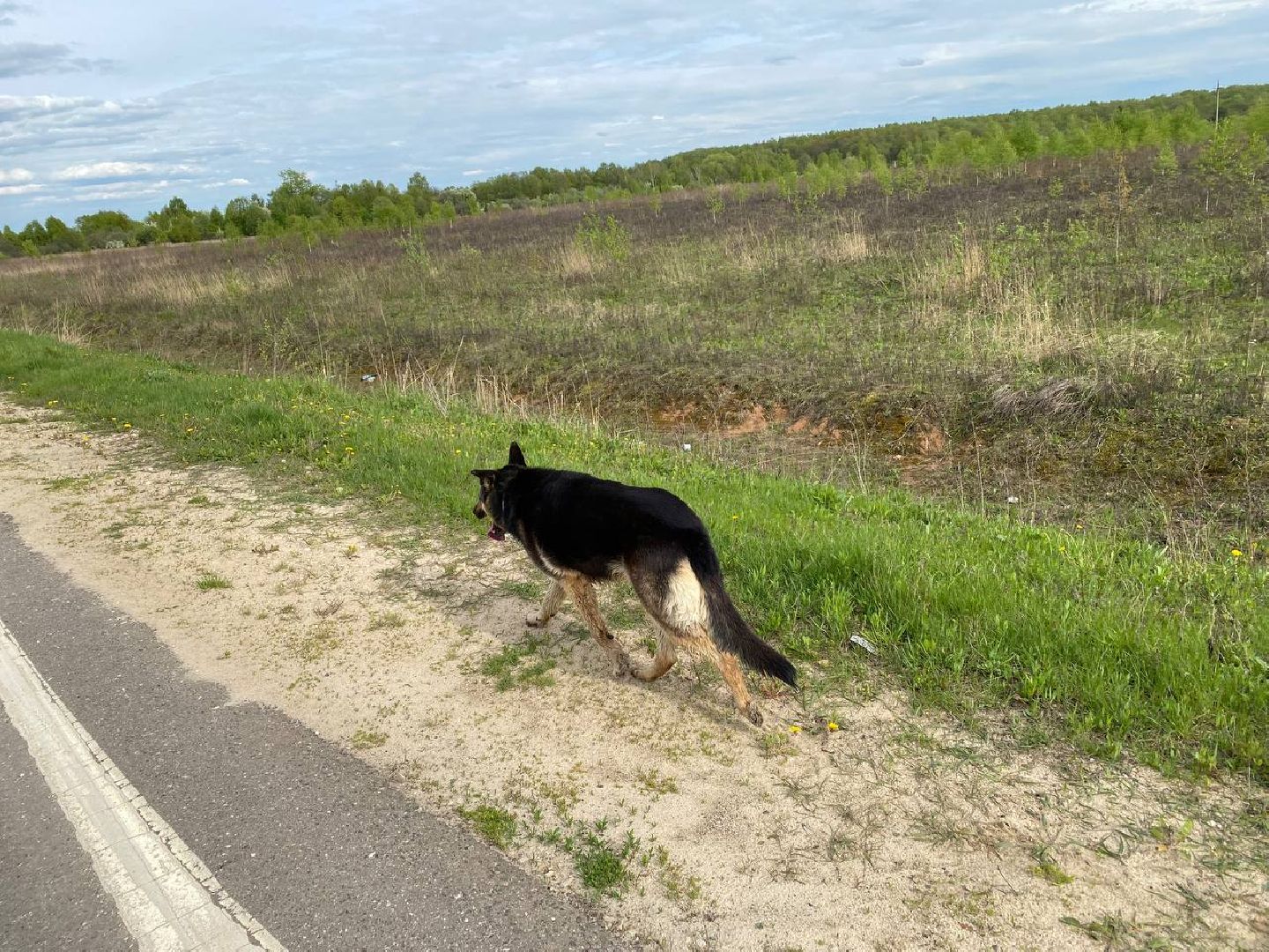 Ступино, ветклиника, клещи, животные, медицина