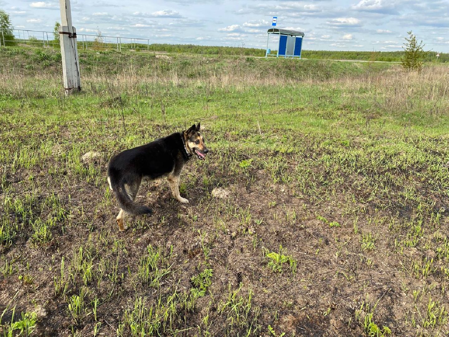 Ступино, ветклиника, клещи, животные, медицина