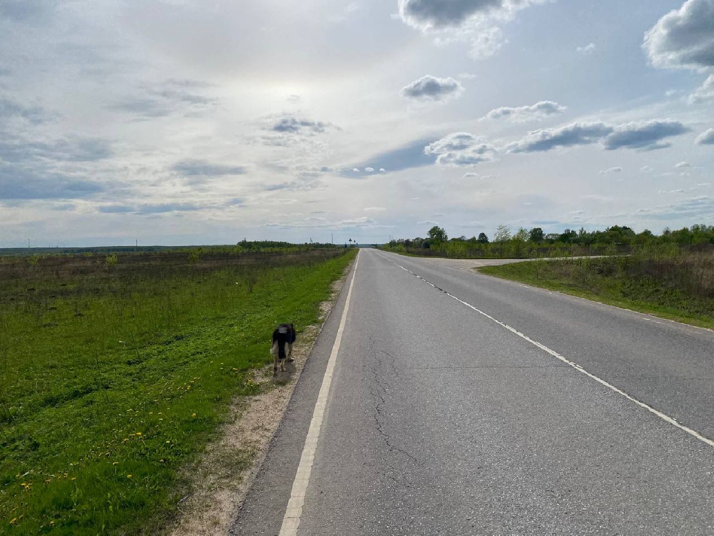 Ступино, ветклиника, клещи, животные, медицина