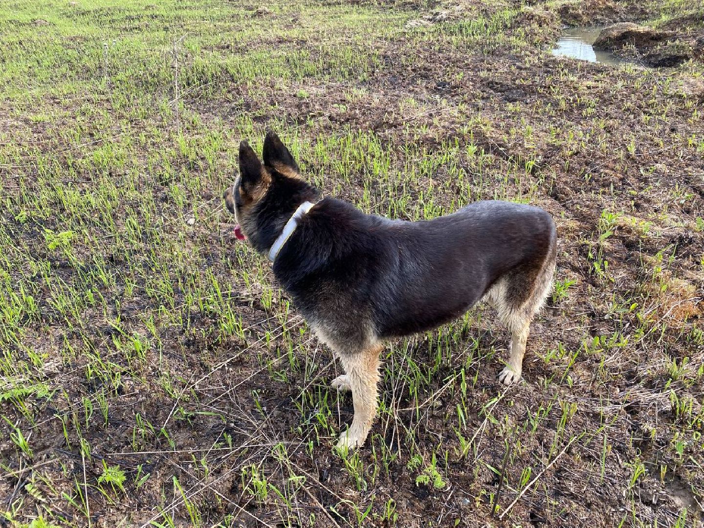 Ступино, ветклиника, клещи, животные, медицина