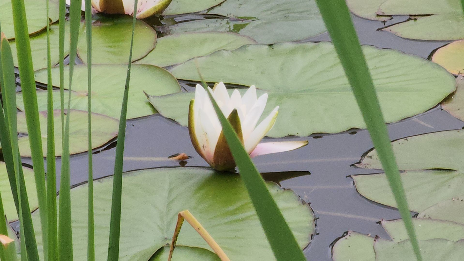 Павловский Посад , Парк, Отдых ,