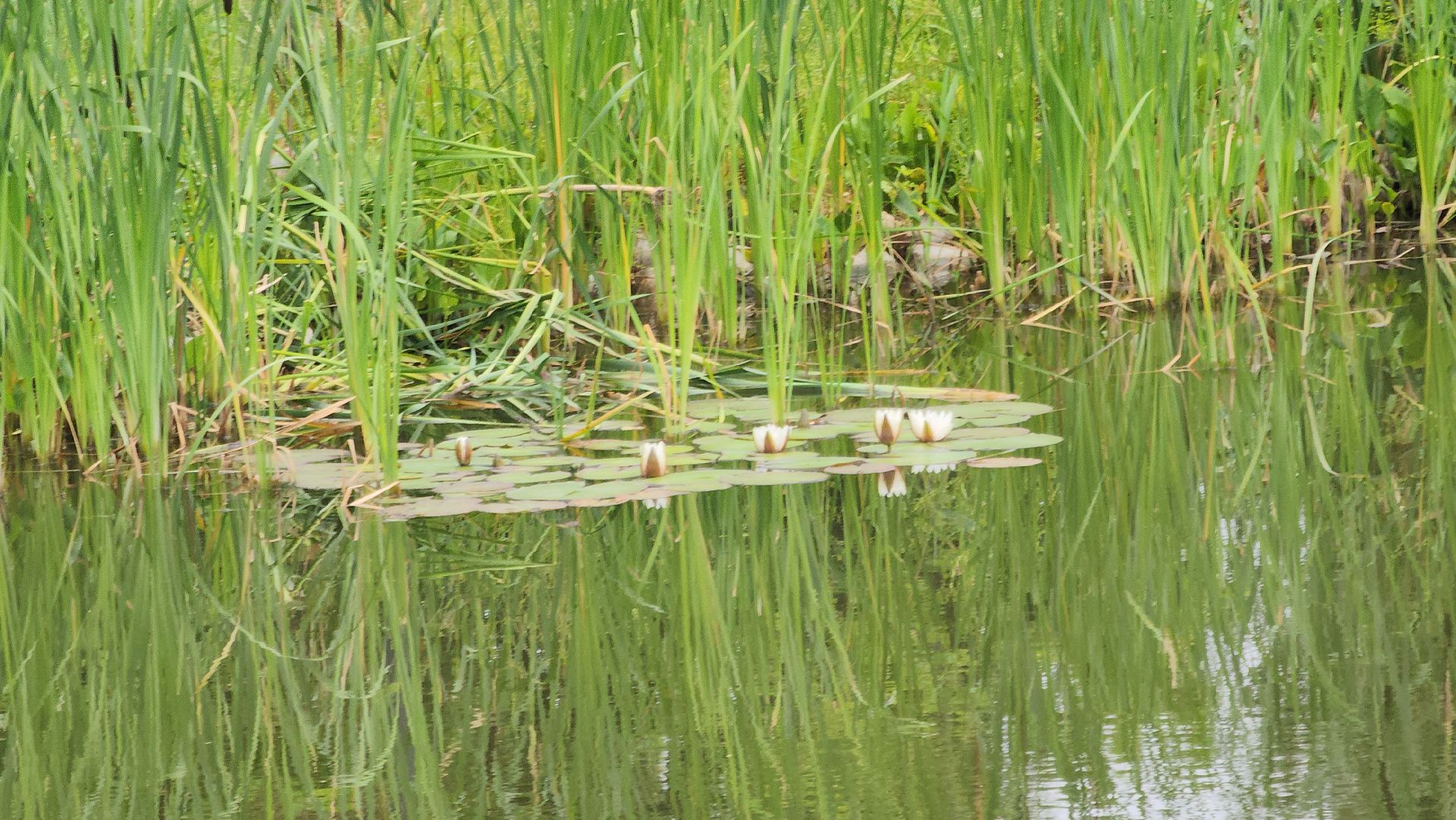 Павловский Посад , Парк, Отдых ,