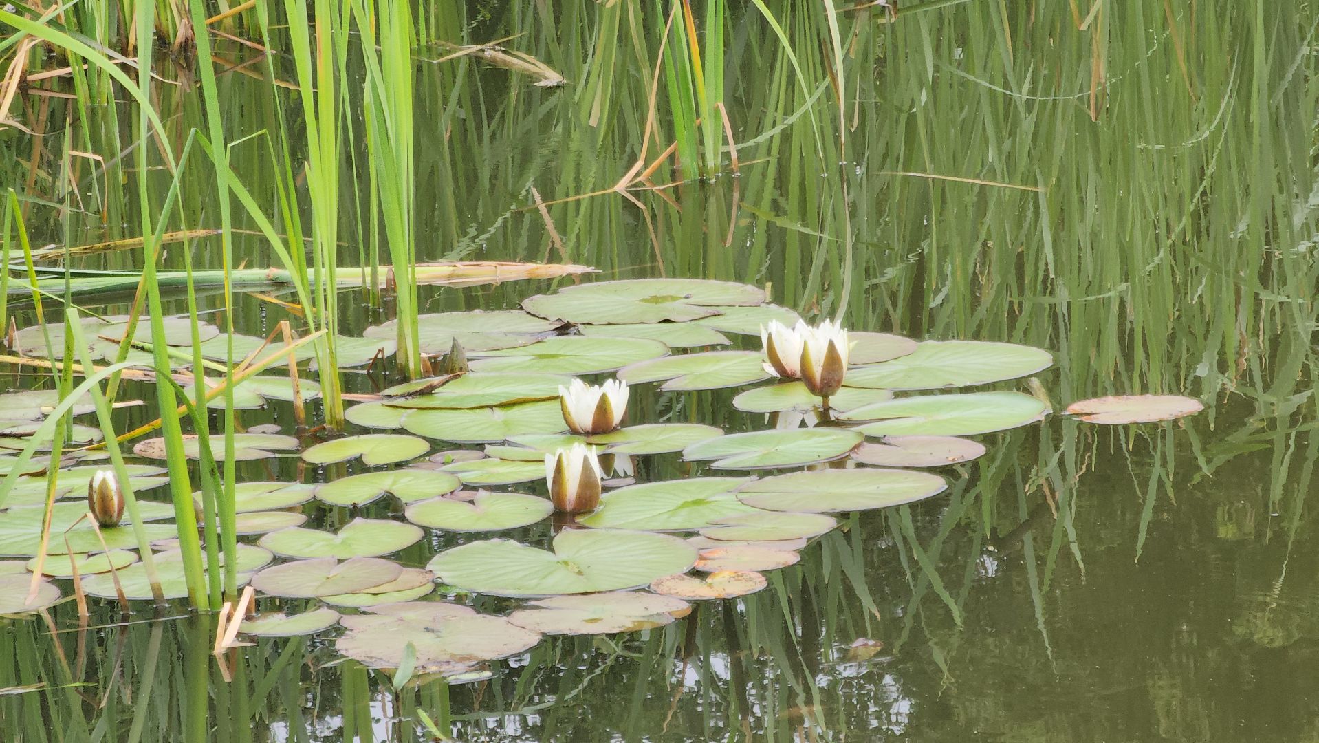 Павловский Посад , Парк, Отдых ,