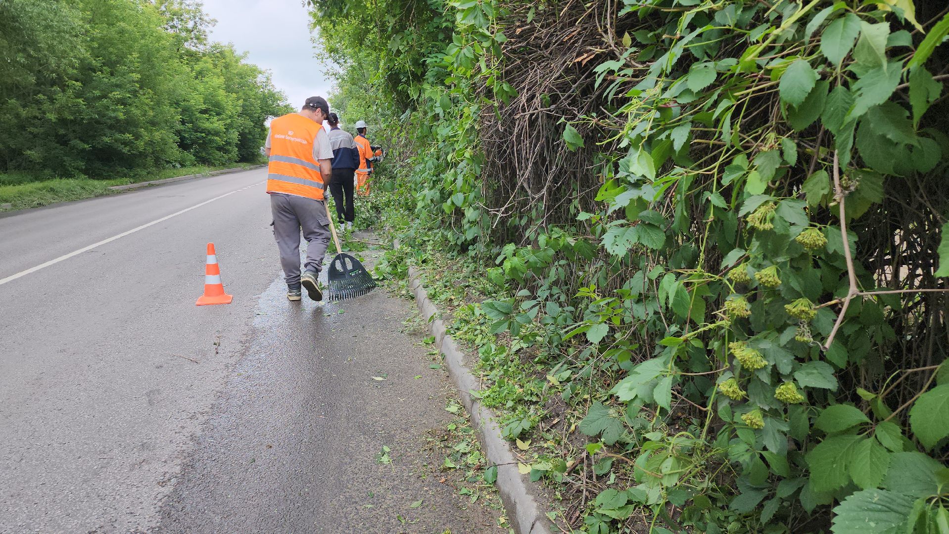 серпухов, подмосковье, опиловка деревьев,