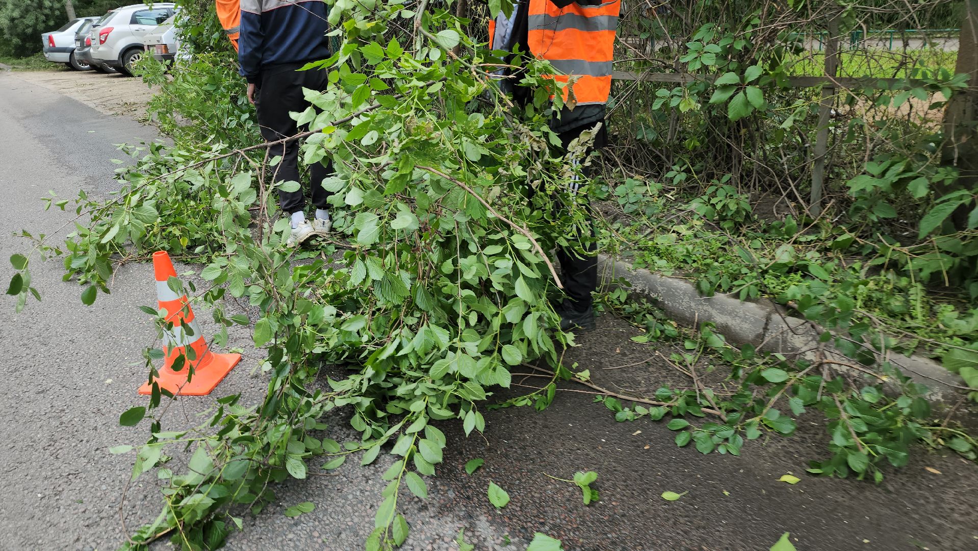серпухов, подмосковье, опиловка деревьев,