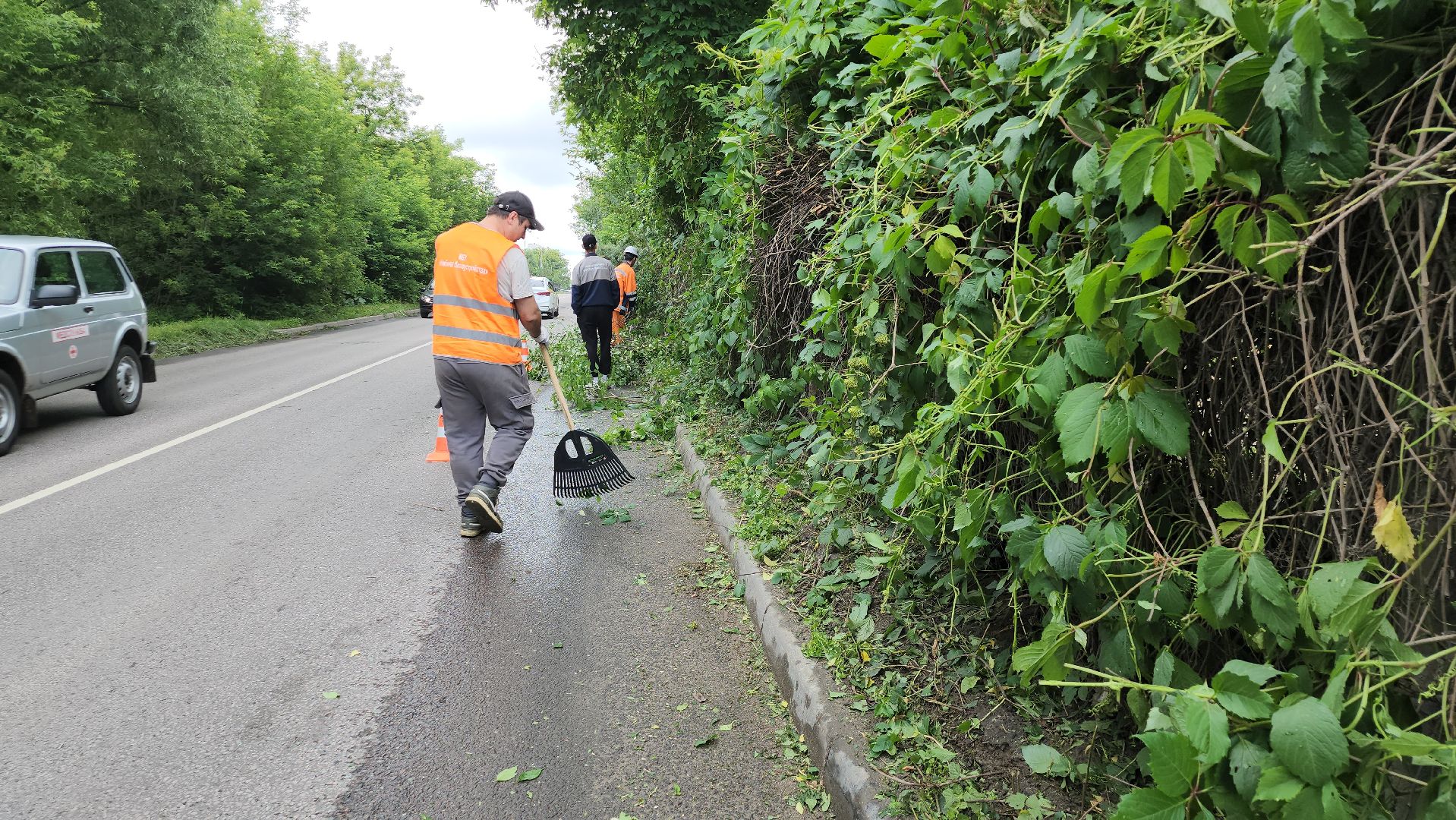 серпухов, подмосковье, опиловка деревьев,