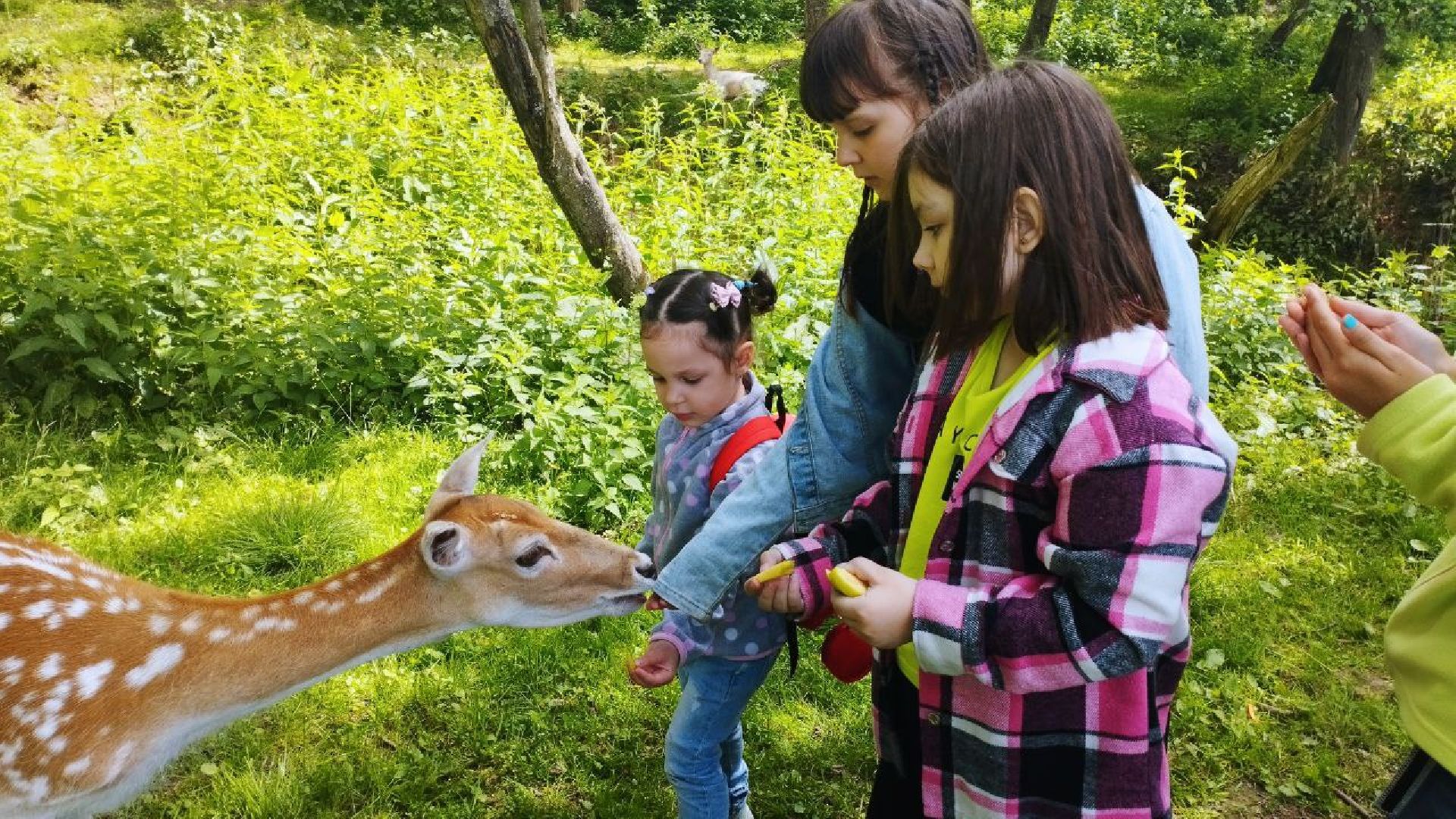 ивантеевка, экопарк, парк семейного отдыха, дети с овз, дикие животные,экскурсия,прогулка,центр социального обслуживания,вертикалки,