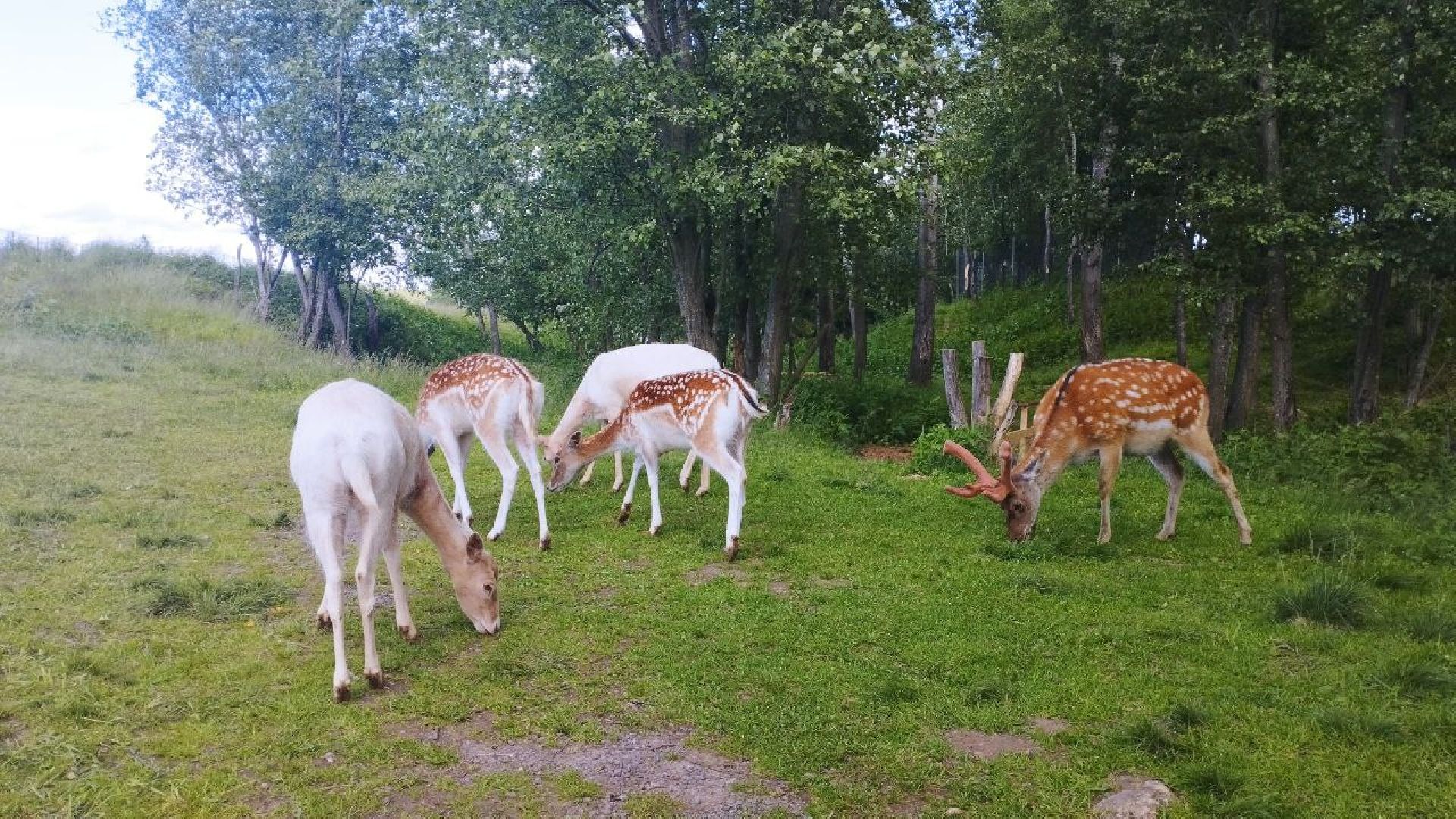 ивантеевка, экопарк, парк семейного отдыха, дети с овз, дикие животные,экскурсия,прогулка,центр социального обслуживания,вертикалки,