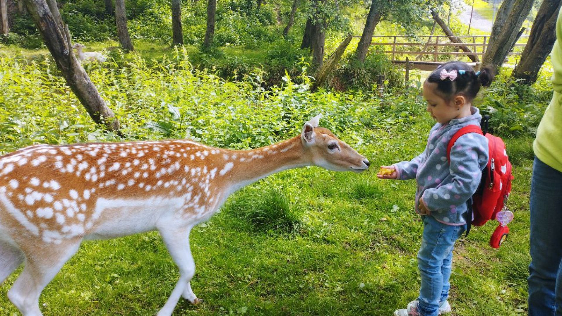 ивантеевка, экопарк, парк семейного отдыха, дети с овз, дикие животные,экскурсия,прогулка,центр социального обслуживания,вертикалки,