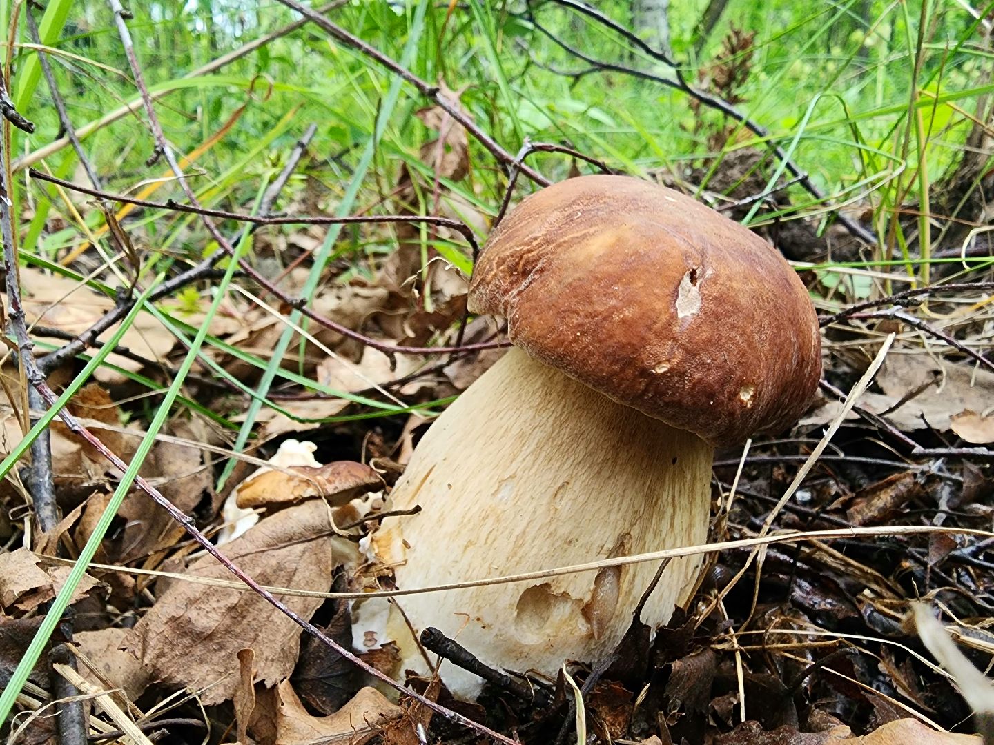 пущино, серпухов, грибы,