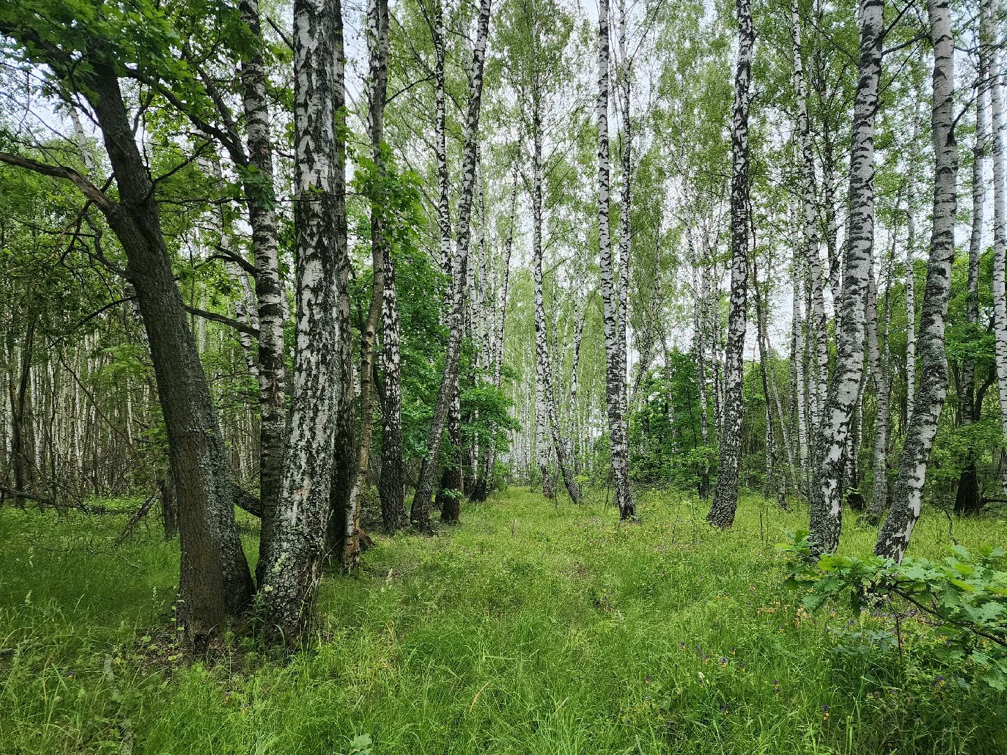 пущино, серпухов, грибы,