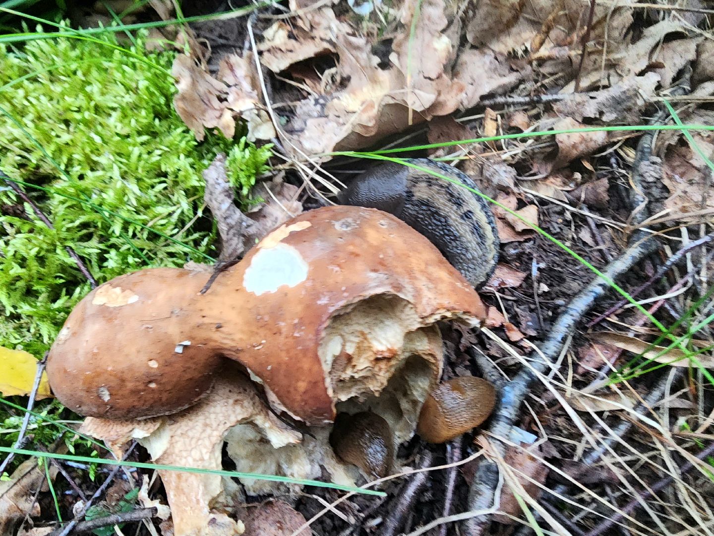 пущино, серпухов, грибы,