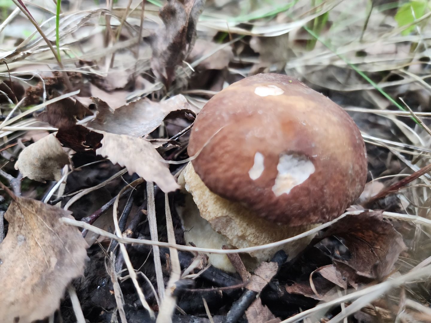 пущино, серпухов, грибы,