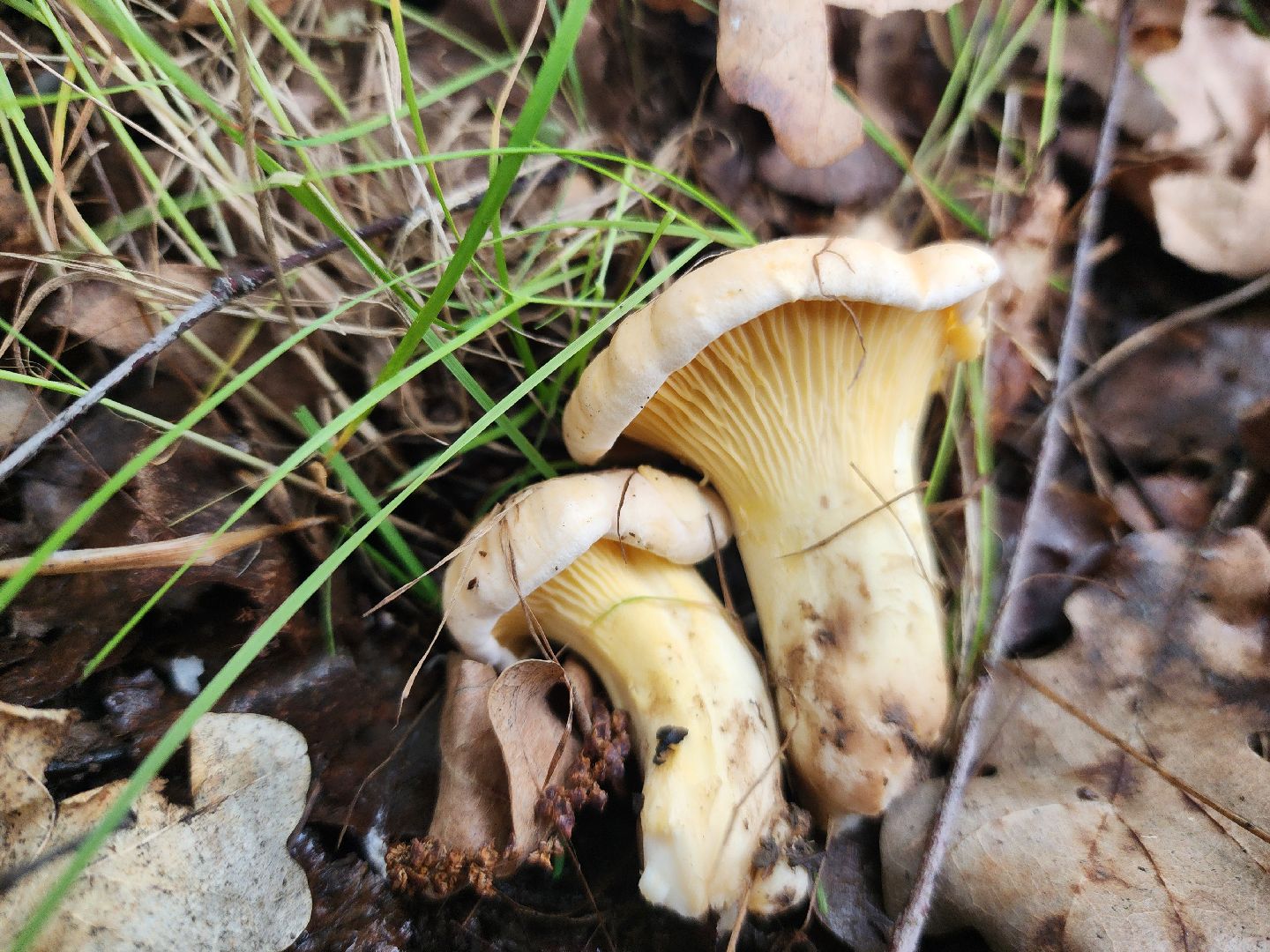 пущино, серпухов, грибы,