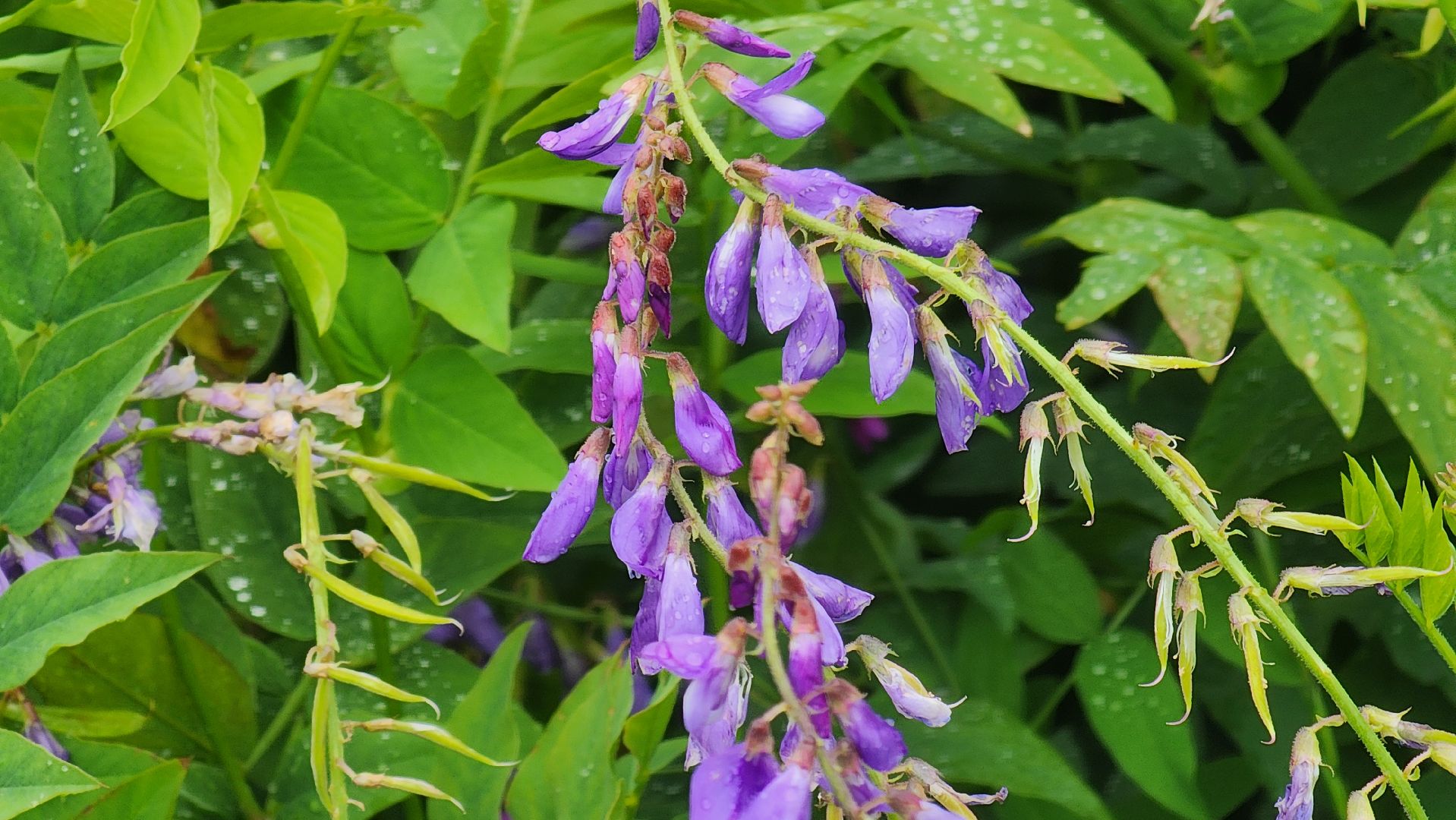 солнечногорск, деревня кресты , фотография, лето,