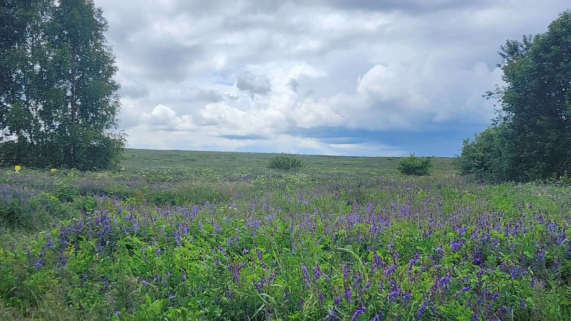 солнечногорск, деревня кресты , фотография, лето,
