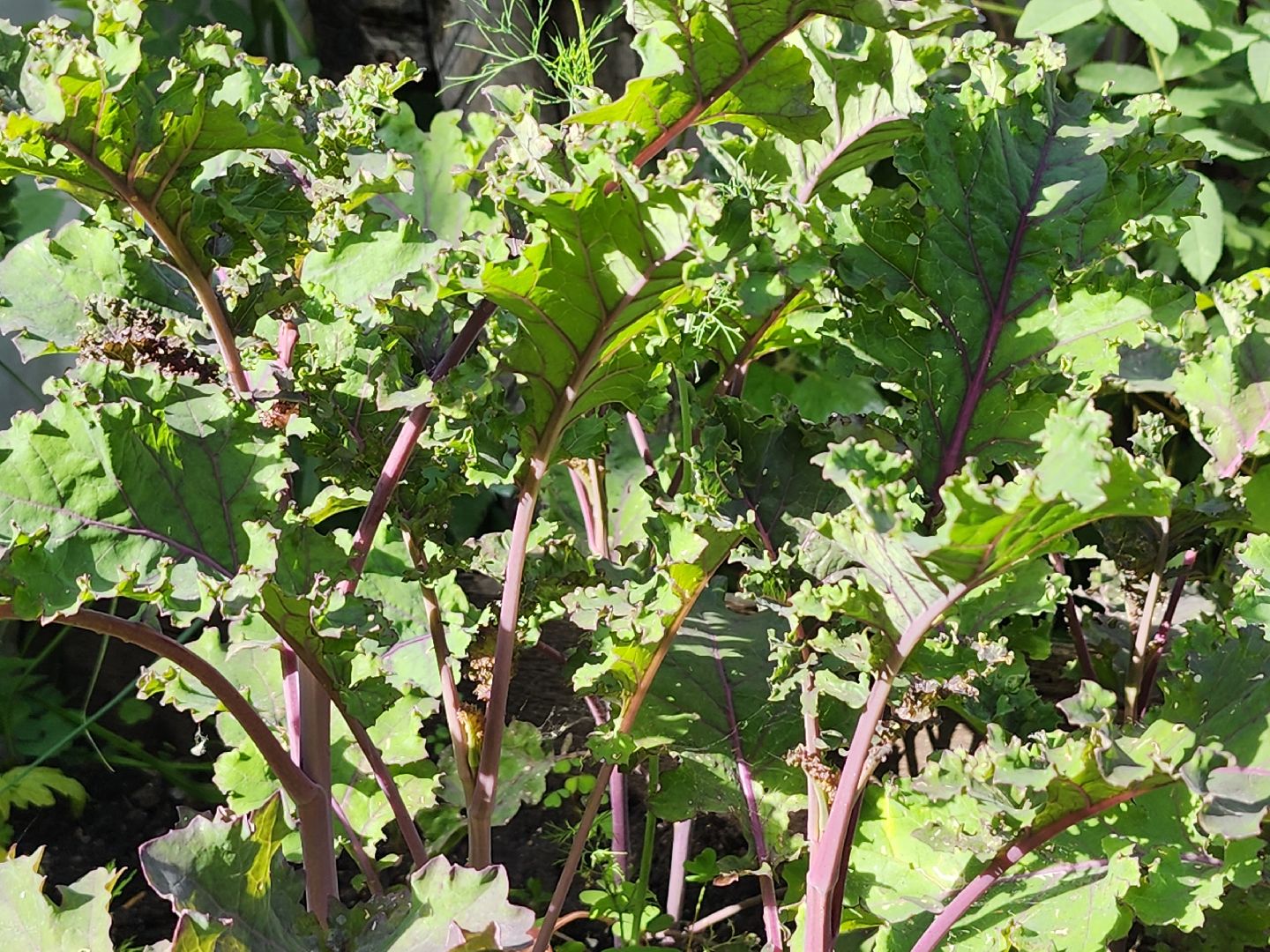 садоводство,  выращивание зелени, выращивание салата, старая купавна, богородский городской округ,