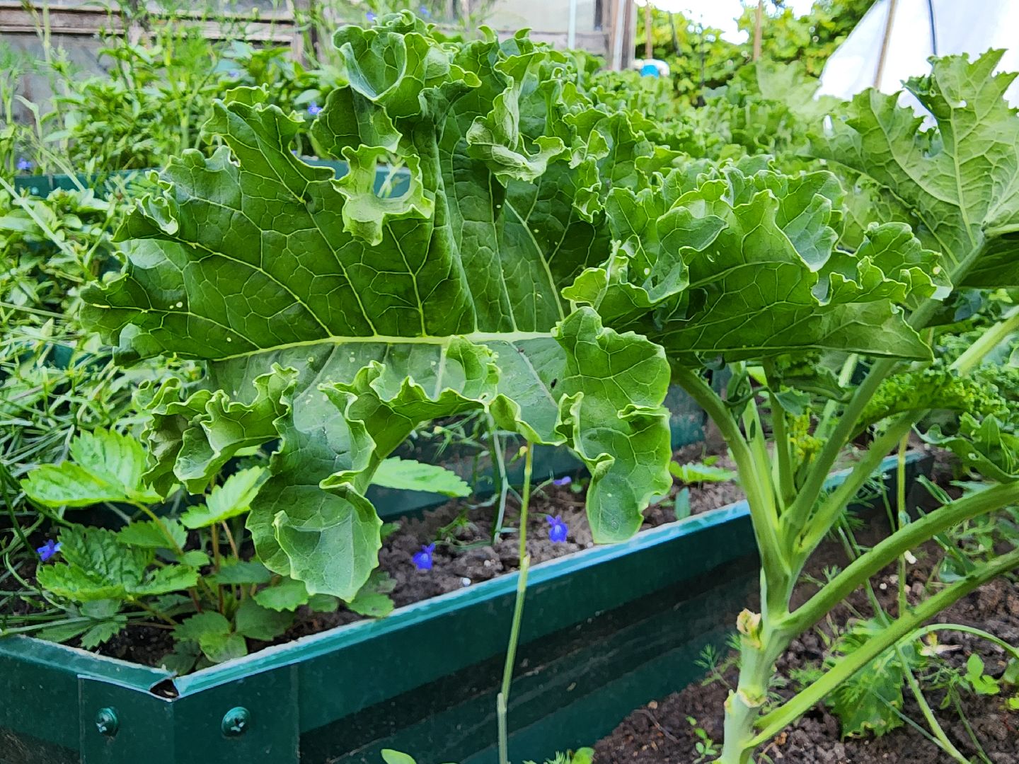 садоводство,  выращивание зелени, выращивание салата, старая купавна, богородский городской округ,