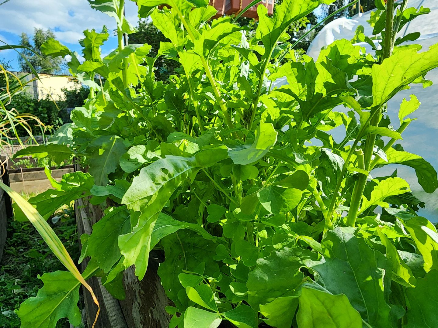 садоводство,  выращивание зелени, выращивание салата, старая купавна, богородский городской округ,