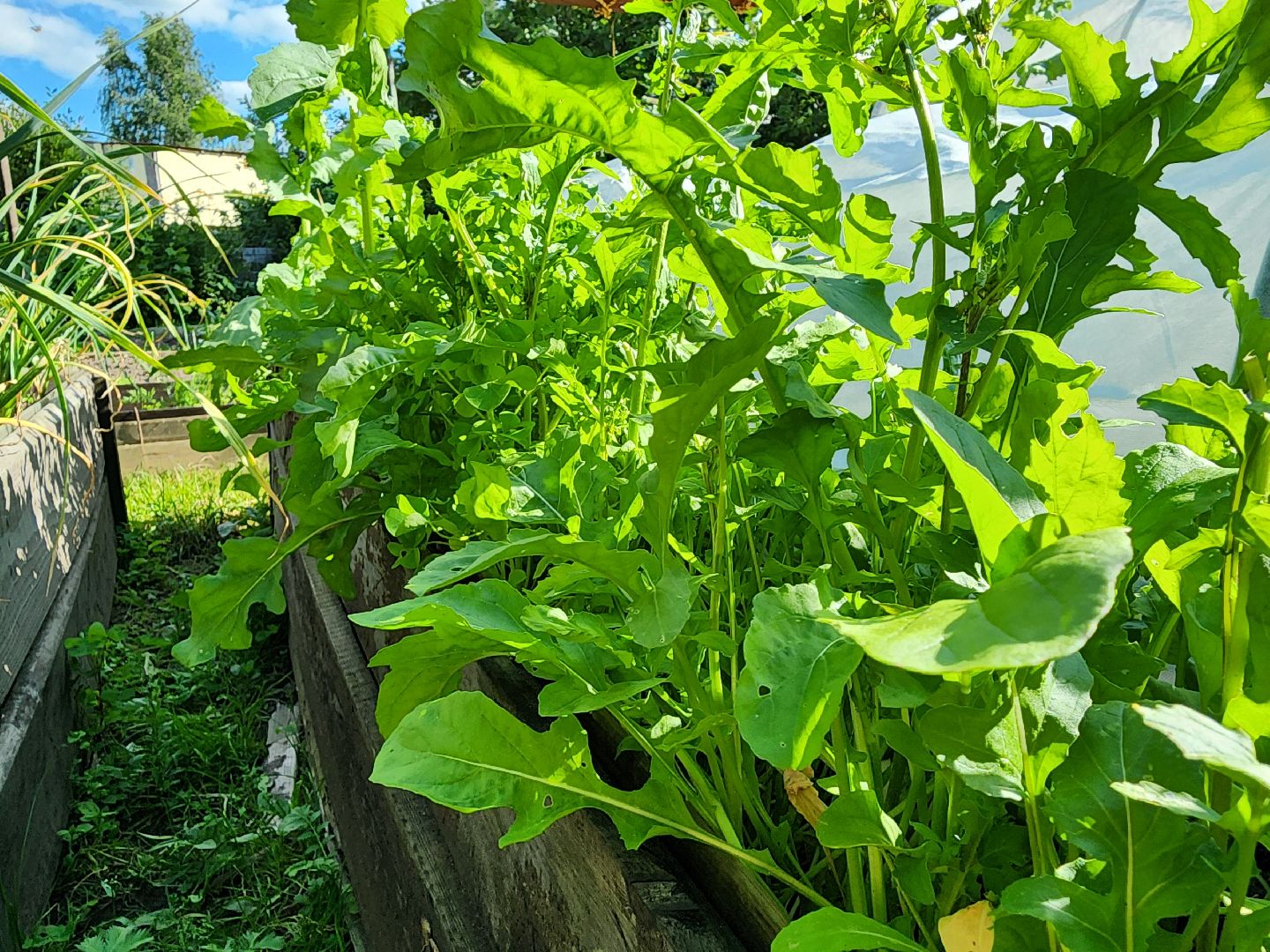 садоводство,  выращивание зелени, выращивание салата, старая купавна, богородский городской округ,