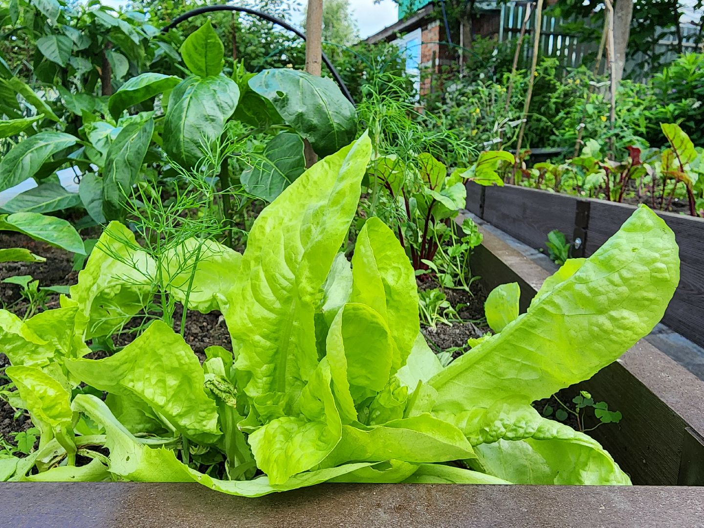 садоводство,  выращивание зелени, выращивание салата, старая купавна, богородский городской округ,