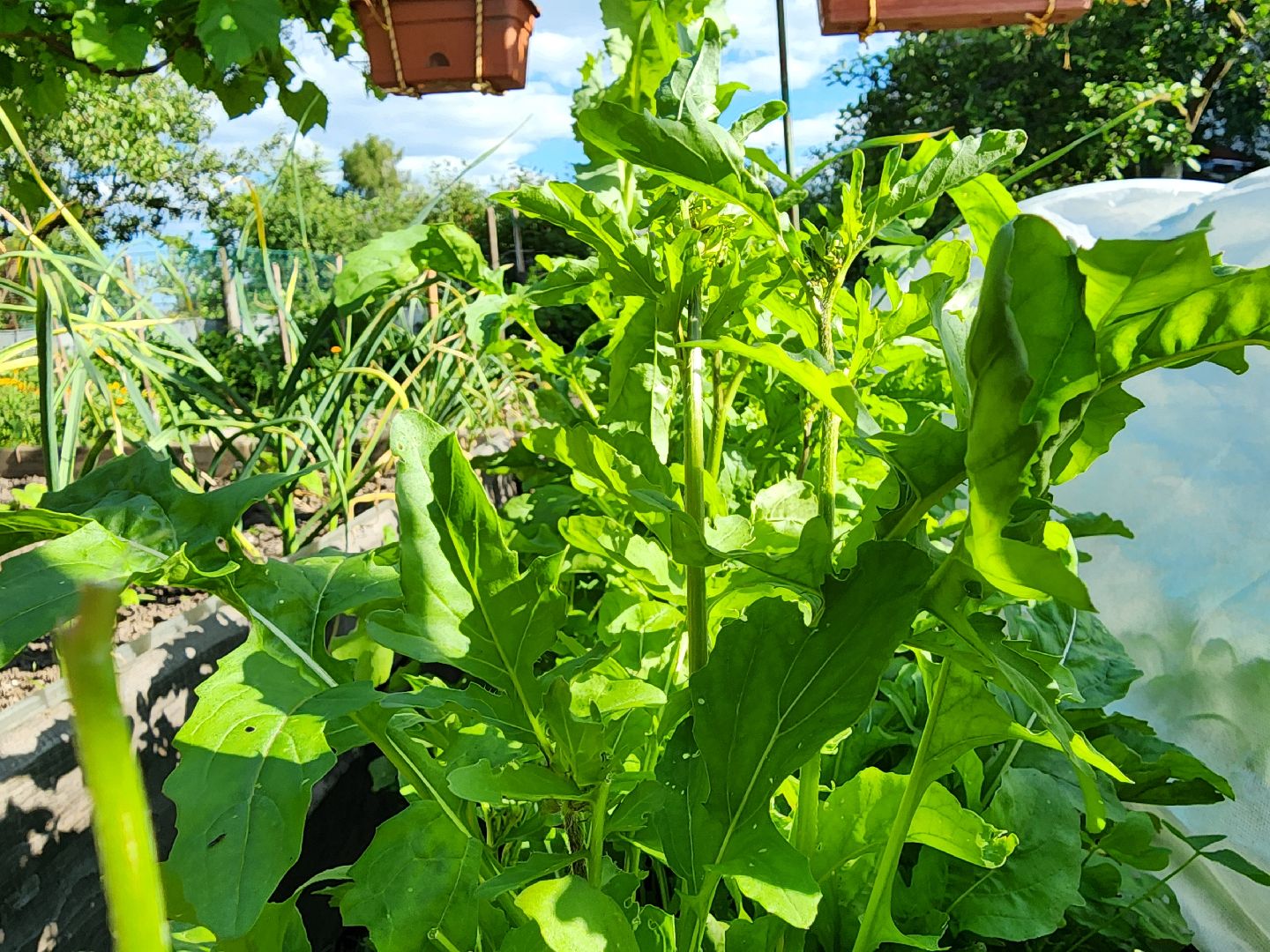 садоводство,  выращивание зелени, выращивание салата, старая купавна, богородский городской округ,