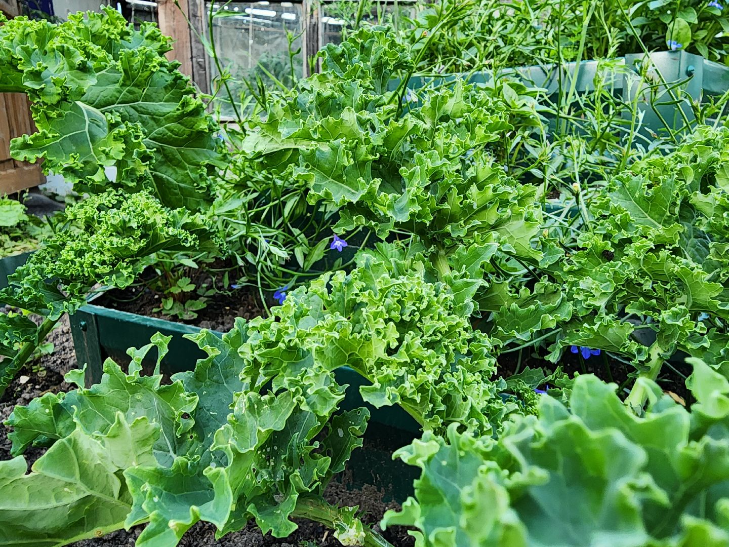 садоводство,  выращивание зелени, выращивание салата, старая купавна, богородский городской округ,